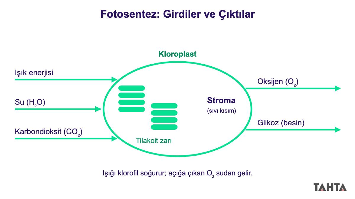 Kloroplastta fotosentez: ışık, su ve karbondioksit giriyor, oksijen ve glikoz çıkıyor