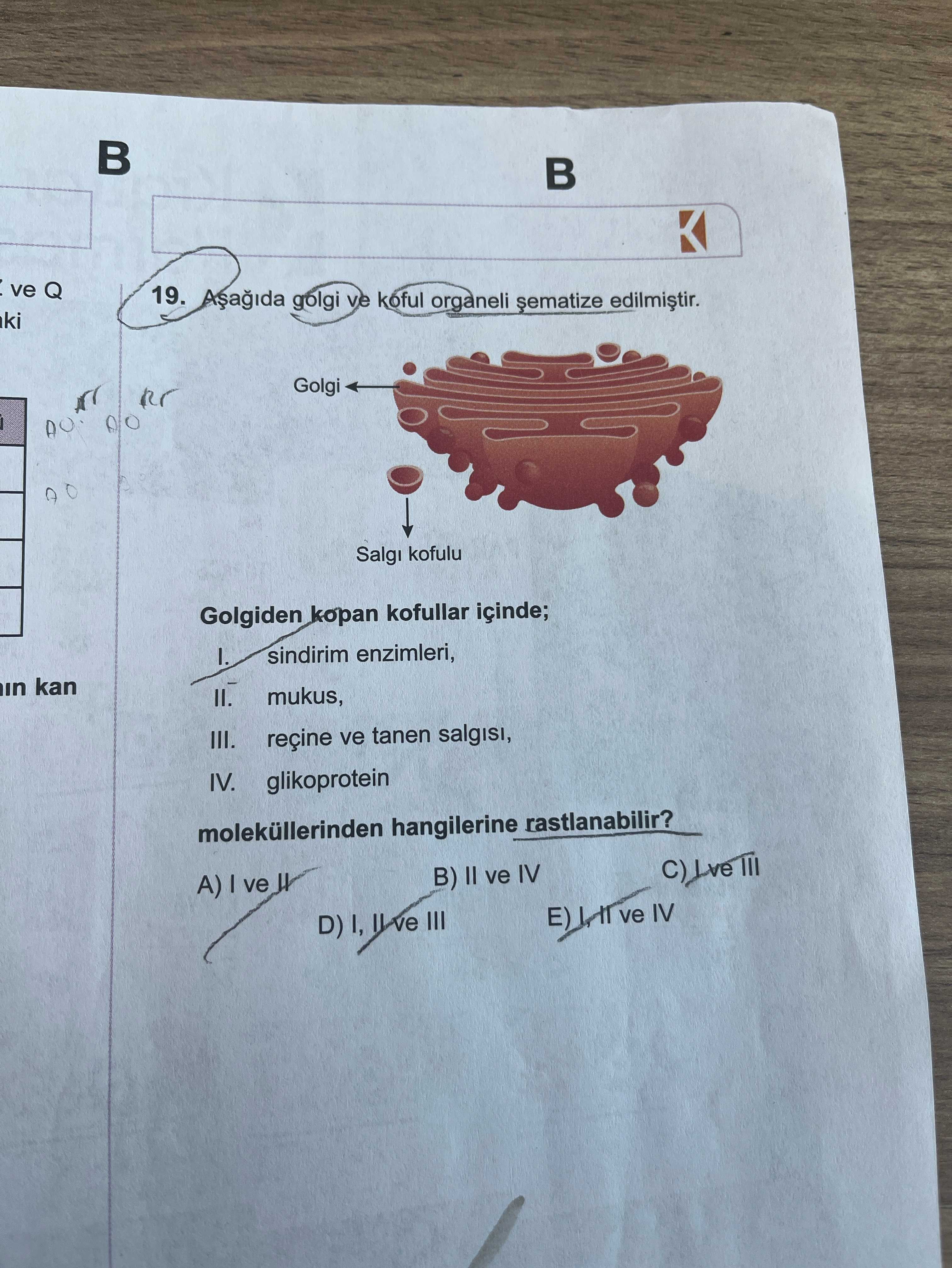 Aşağıda golgi ve kofulu organeli şematize edilmiştir. Golgiden kopan kofullar içinde; I. sindirim