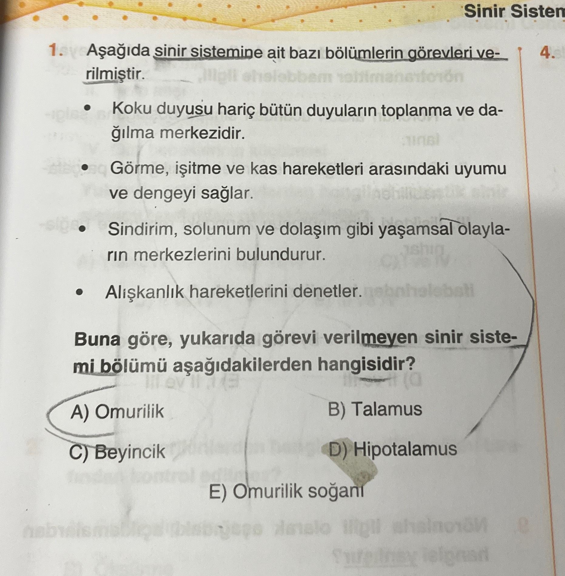 Aşağıda sinir sistemine ait bazı bölümlerin görevleri verilmiştir. • Koku duyusu hariç bütün