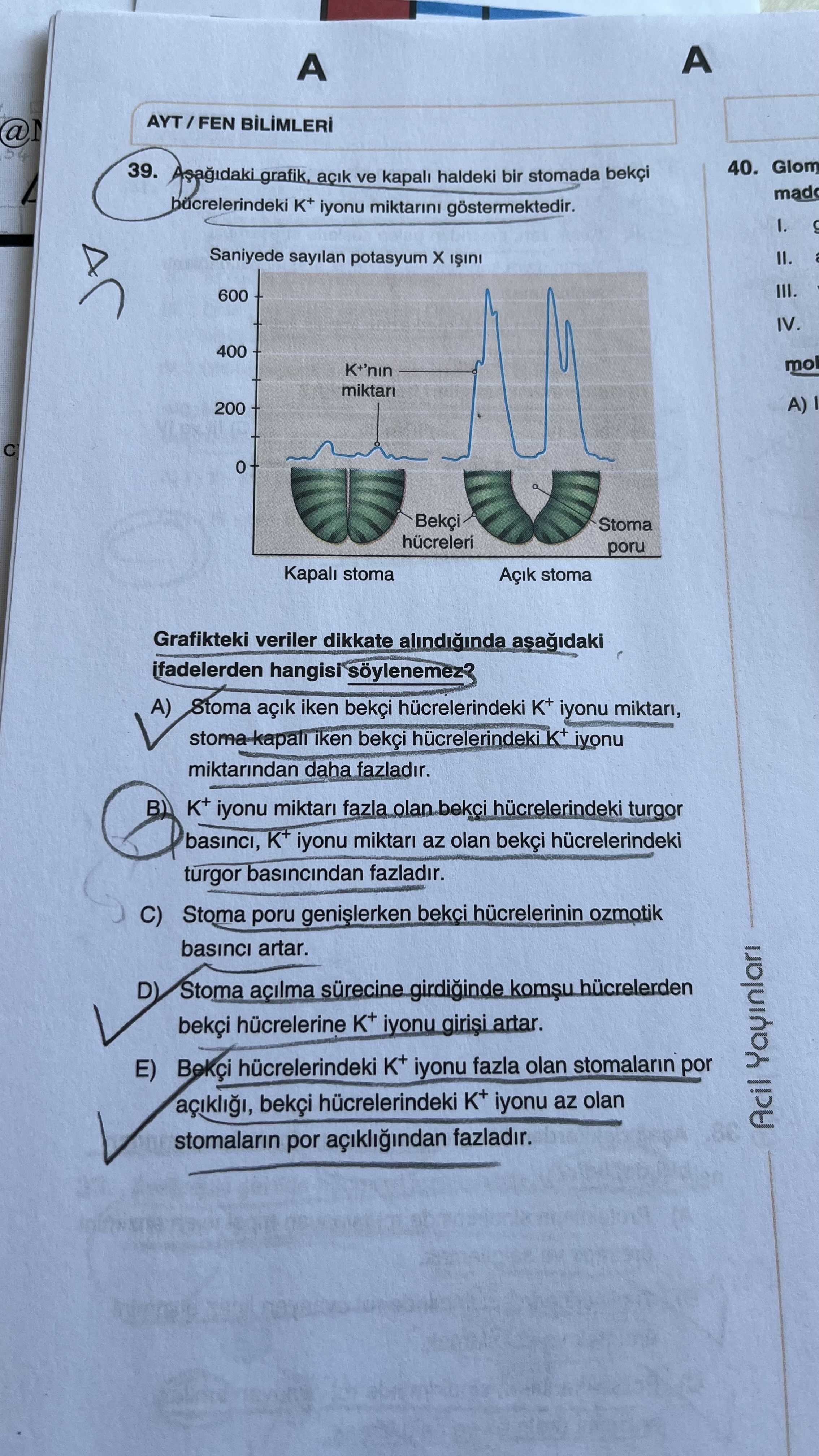 Aşağıdaki grafik, açık ve kapalı haldeki bir stomada bekçi hücrelerindeki K⁺ iyonu miktarını