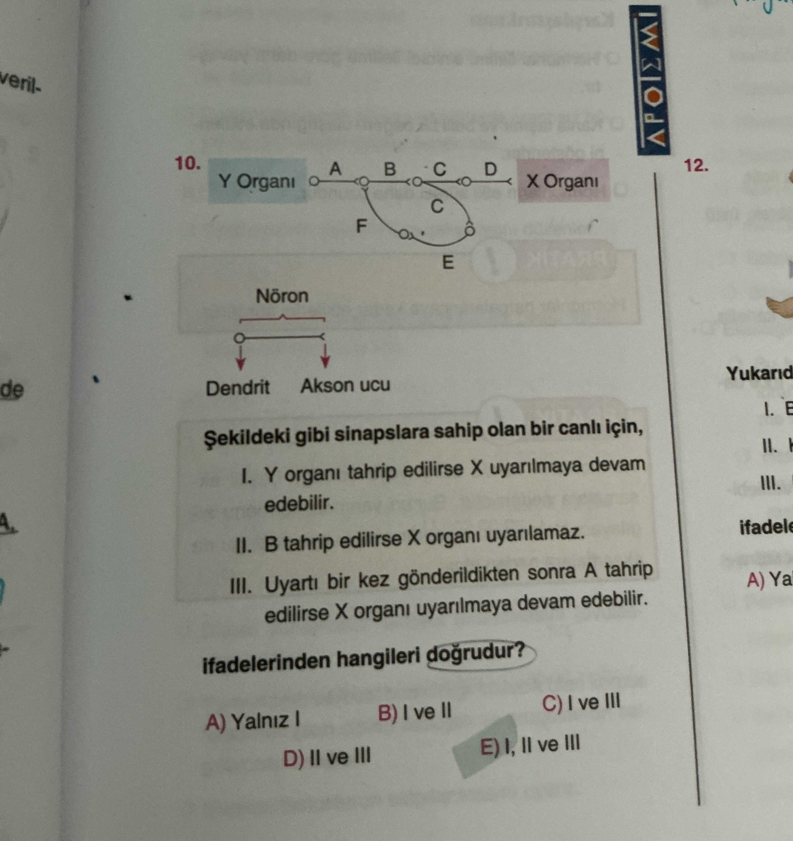 Şekildeki gibi sinapslara sahip olan bir canlı için, I. Y organı tahrip edilirse X uyarılmaya devam