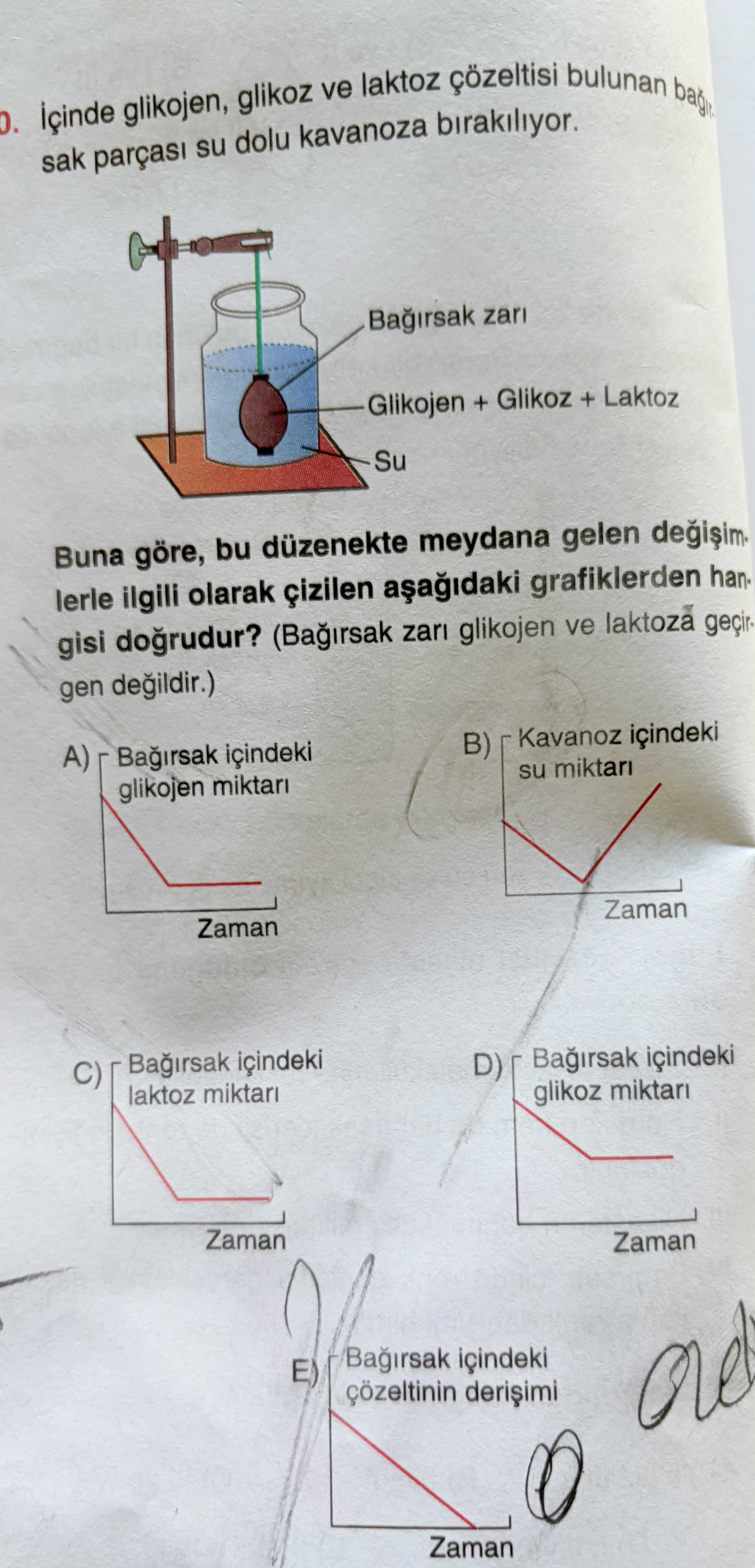 İçinde glikojen, glikoz ve laktoz çözeltisi bulunan bağır... sak parçası su dolu kavanoza