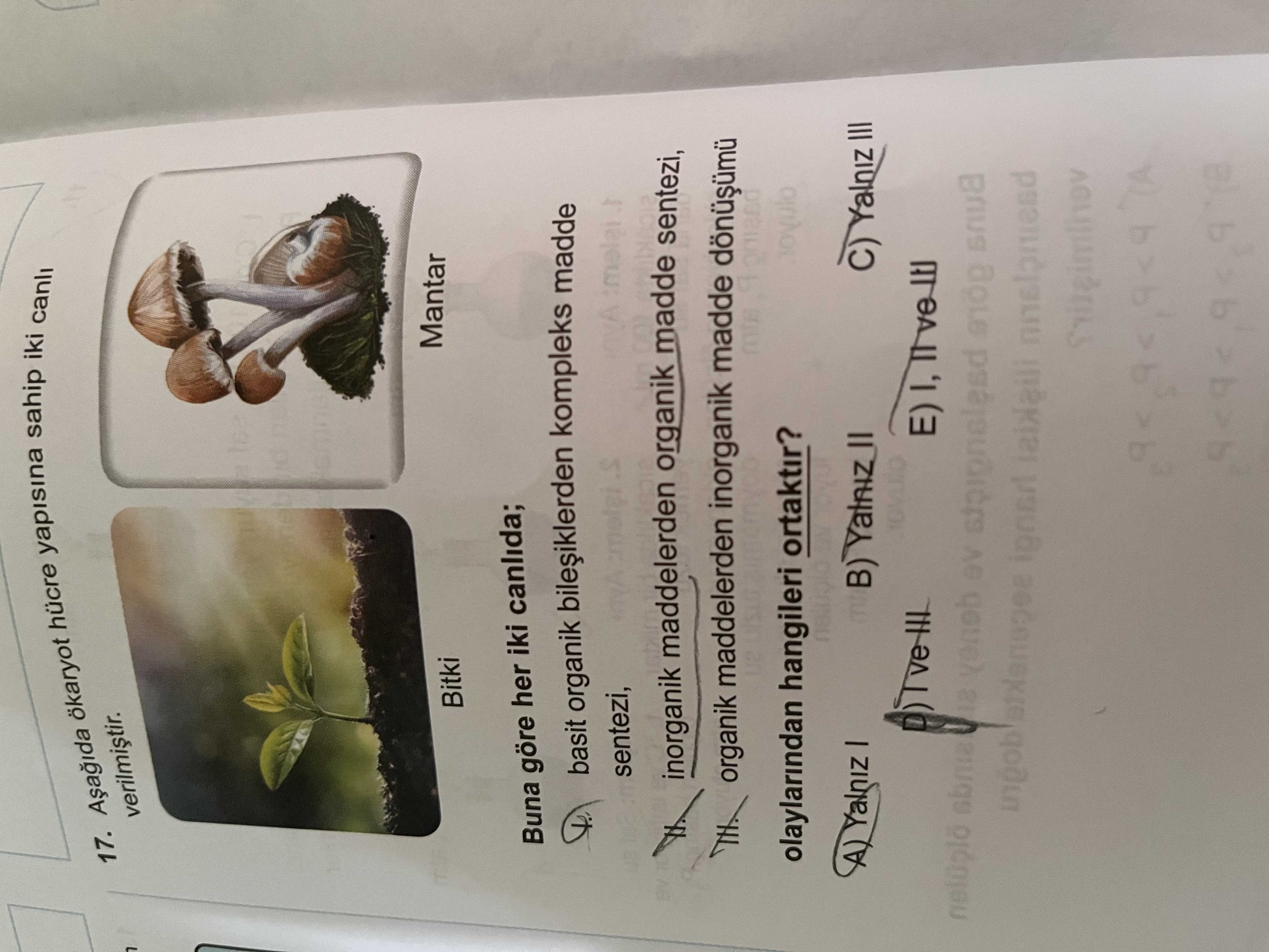 Aşağıda ökaryot hücre yapısına sahip iki canlı verilmiştir. Bitki Mantar Buna göre her iki canlıda