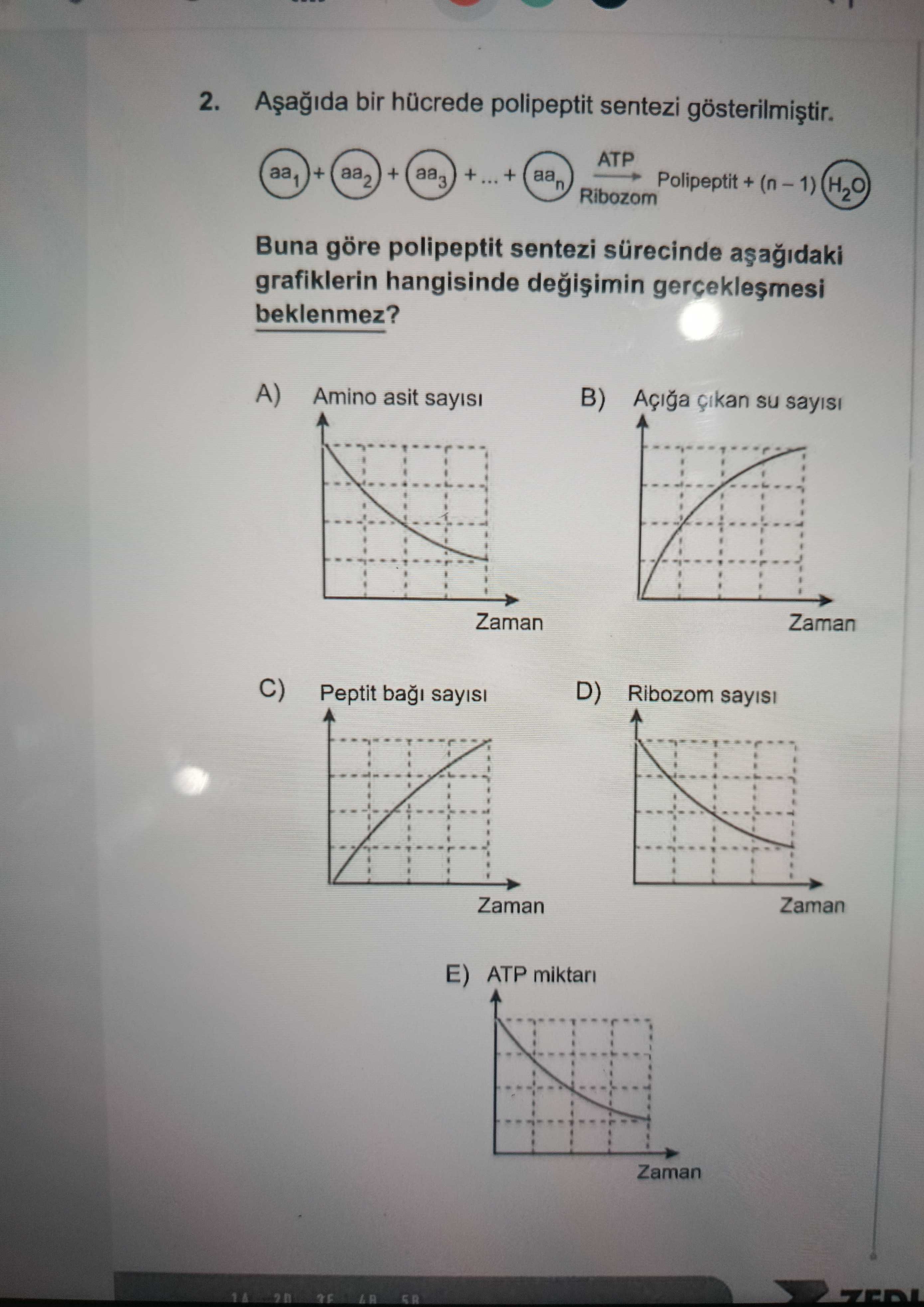 Aşağıda bir hücrede polipeptit sentezi gösterilmiştir. (aa₁) + (aa₂) + (aa₃) + ... + (aaₙ)