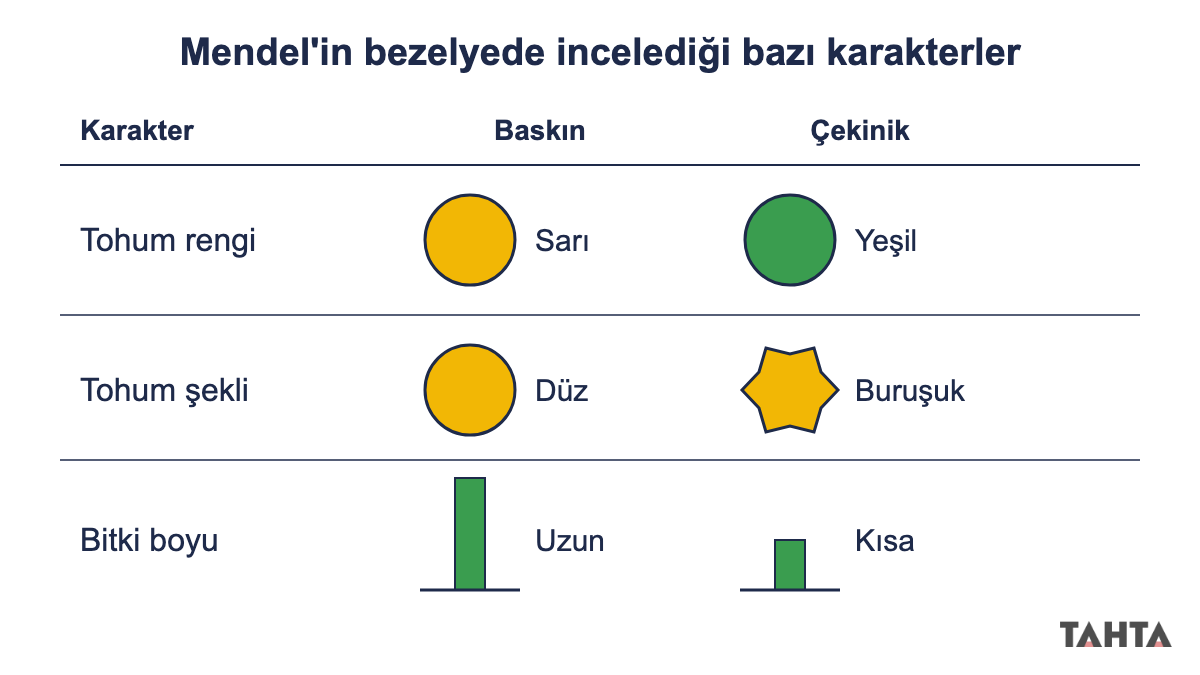 Mendel'in bezelyede incelediği karakterler: tohum rengi, tohum şekli ve bitki boyu