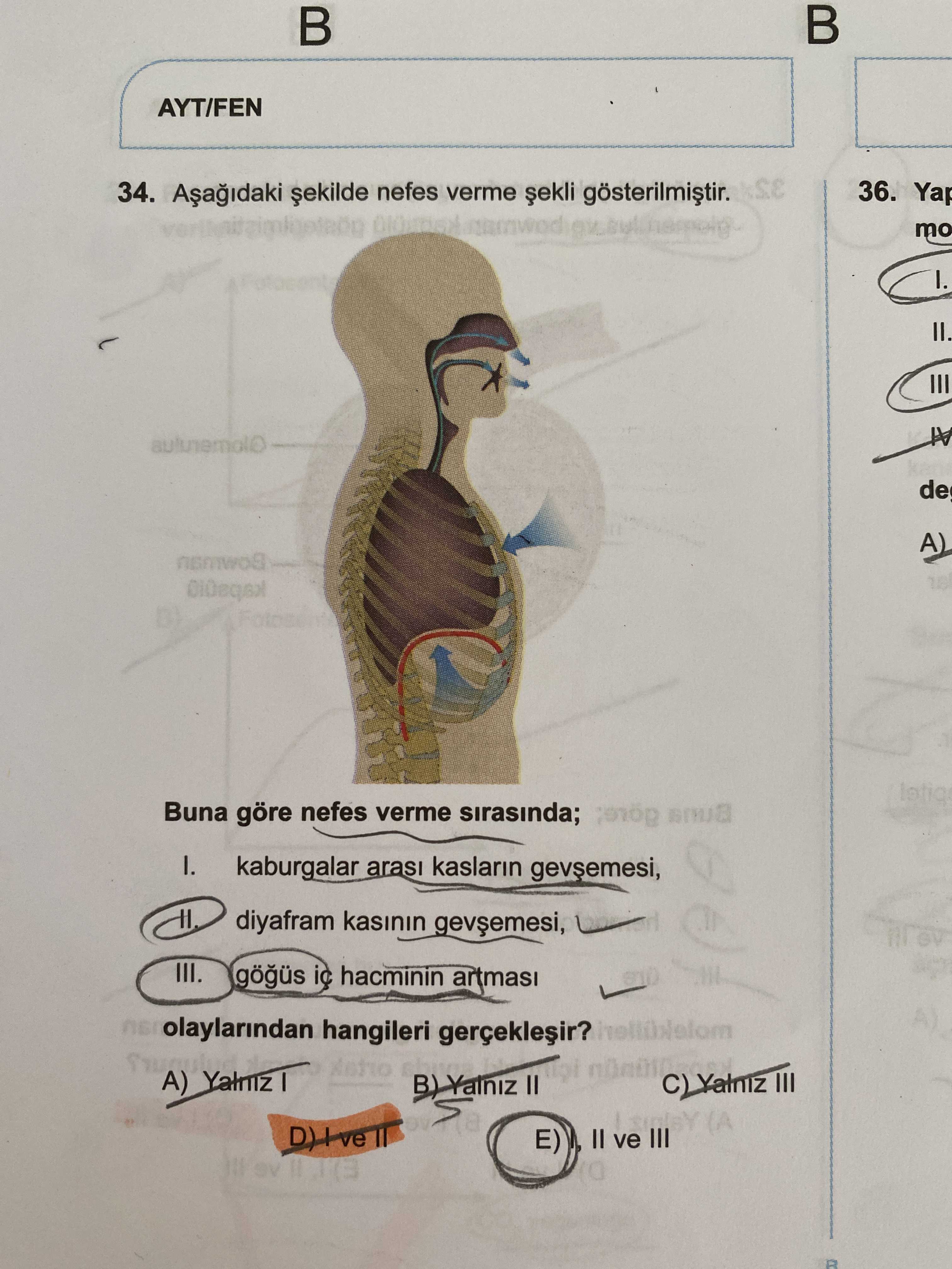 Aşağıdaki şekilde nefes verme şekli gösterilmiştir. Buna göre nefes verme sırasında; I. kaburgalar