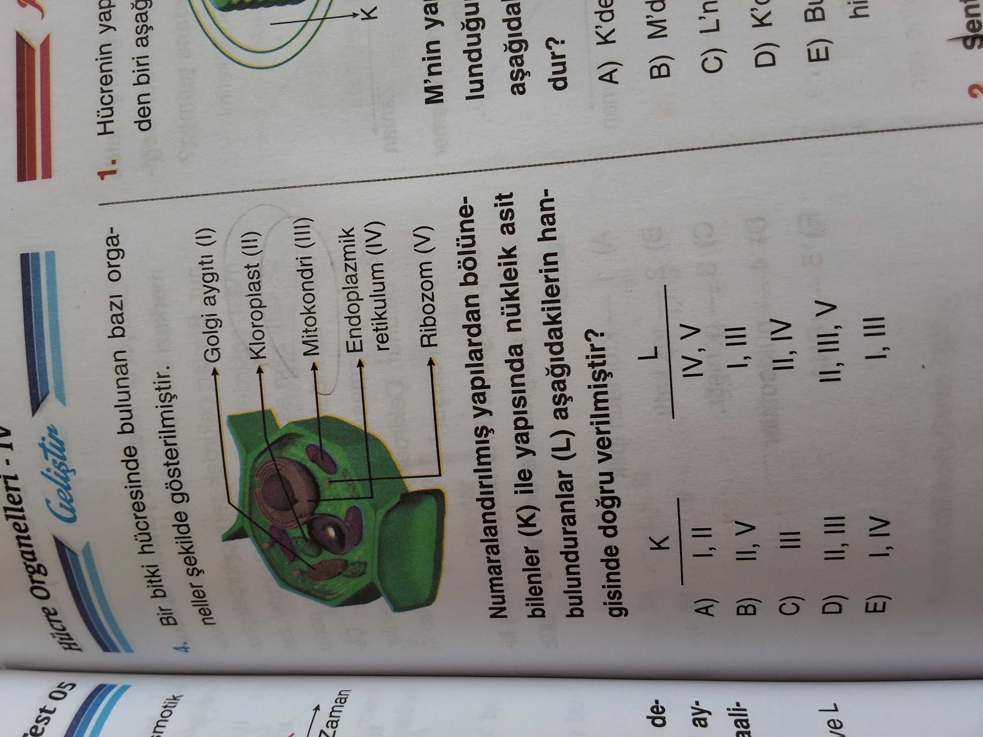 Biyoloji (12. Sınıf)