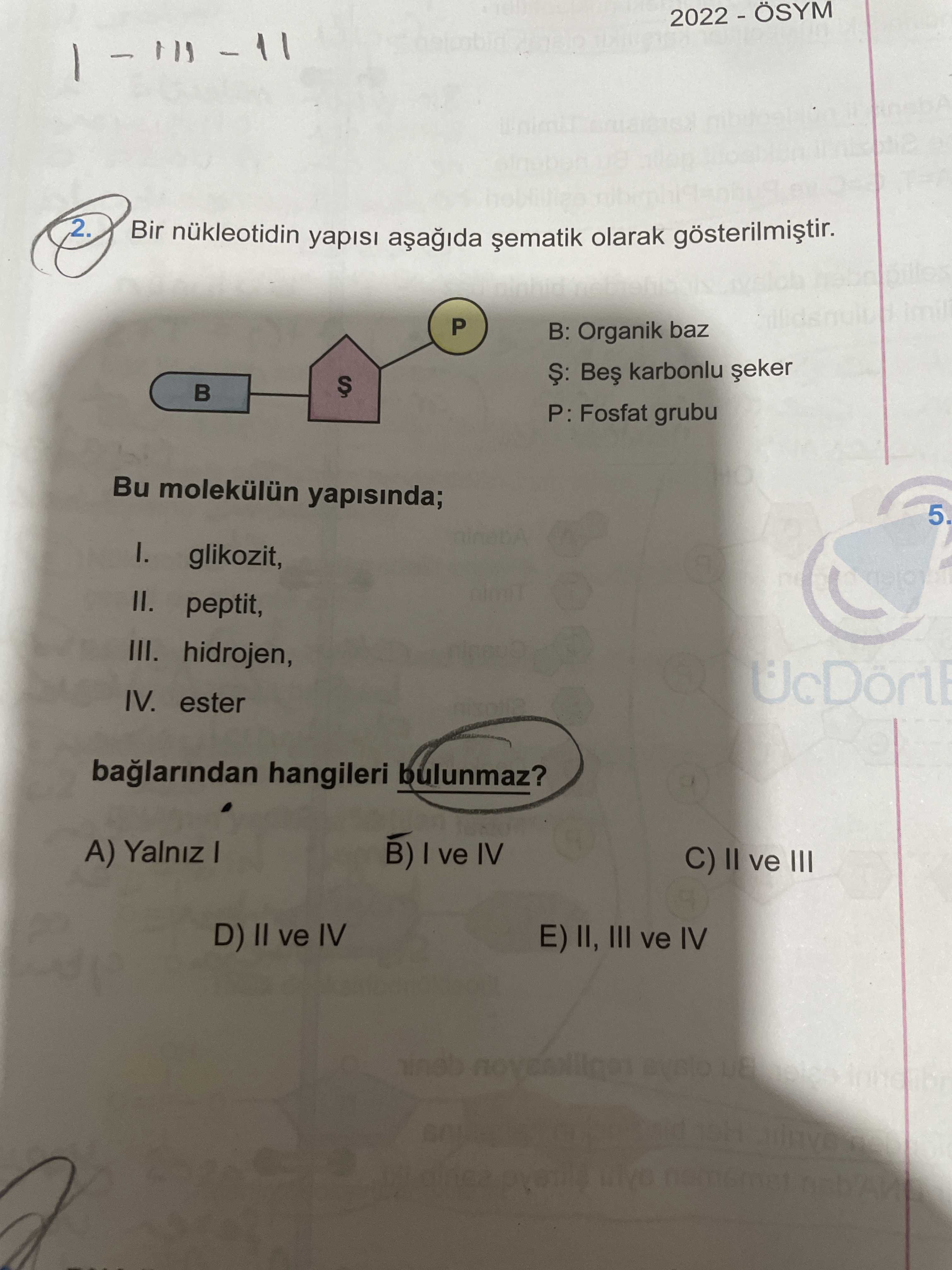 Biyoloji (11. Sınıf)