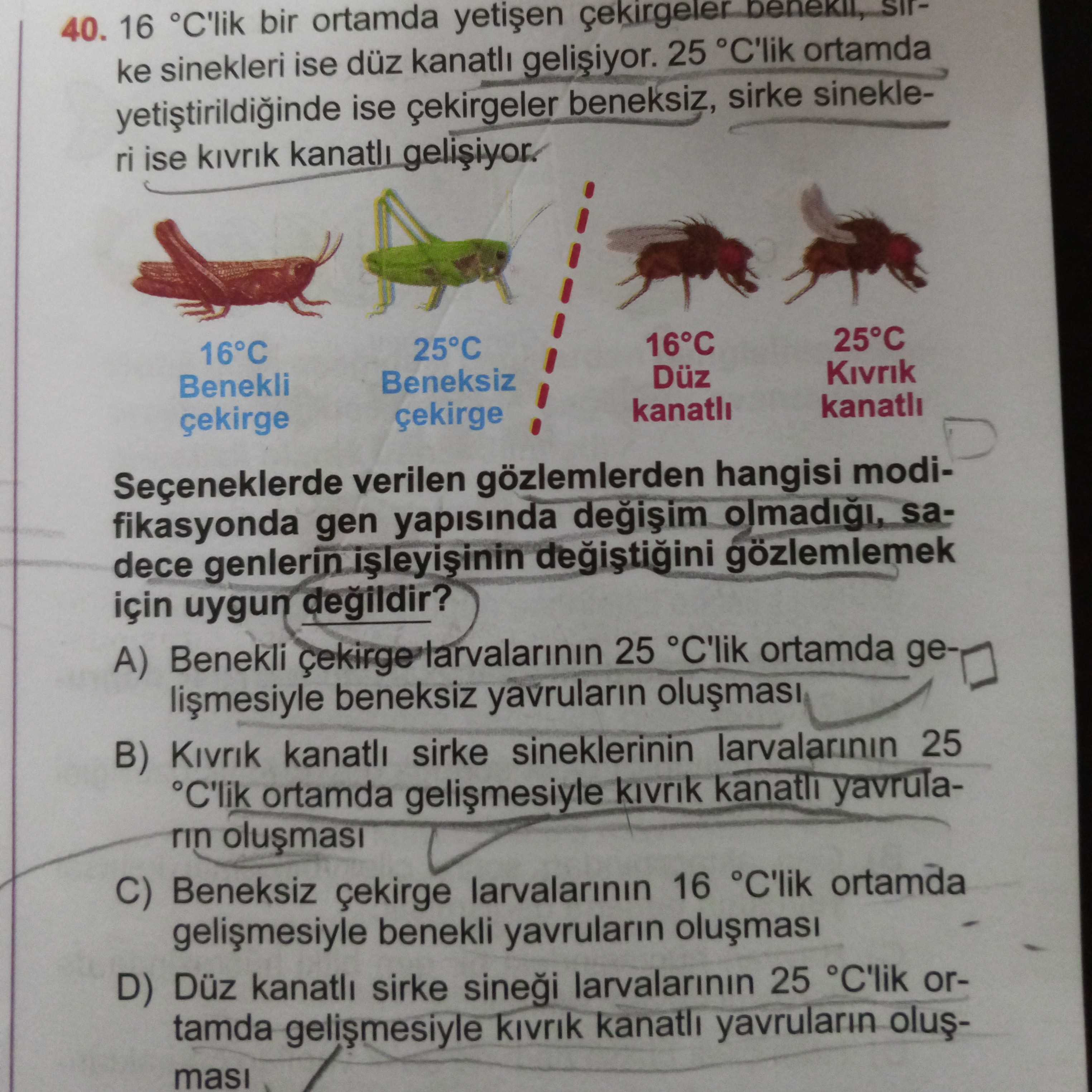 16 °C'lik bir ortamda yetişen çekirgeler benekli, sirke sinekleri ise düz kanatlı gelişiyor. 25