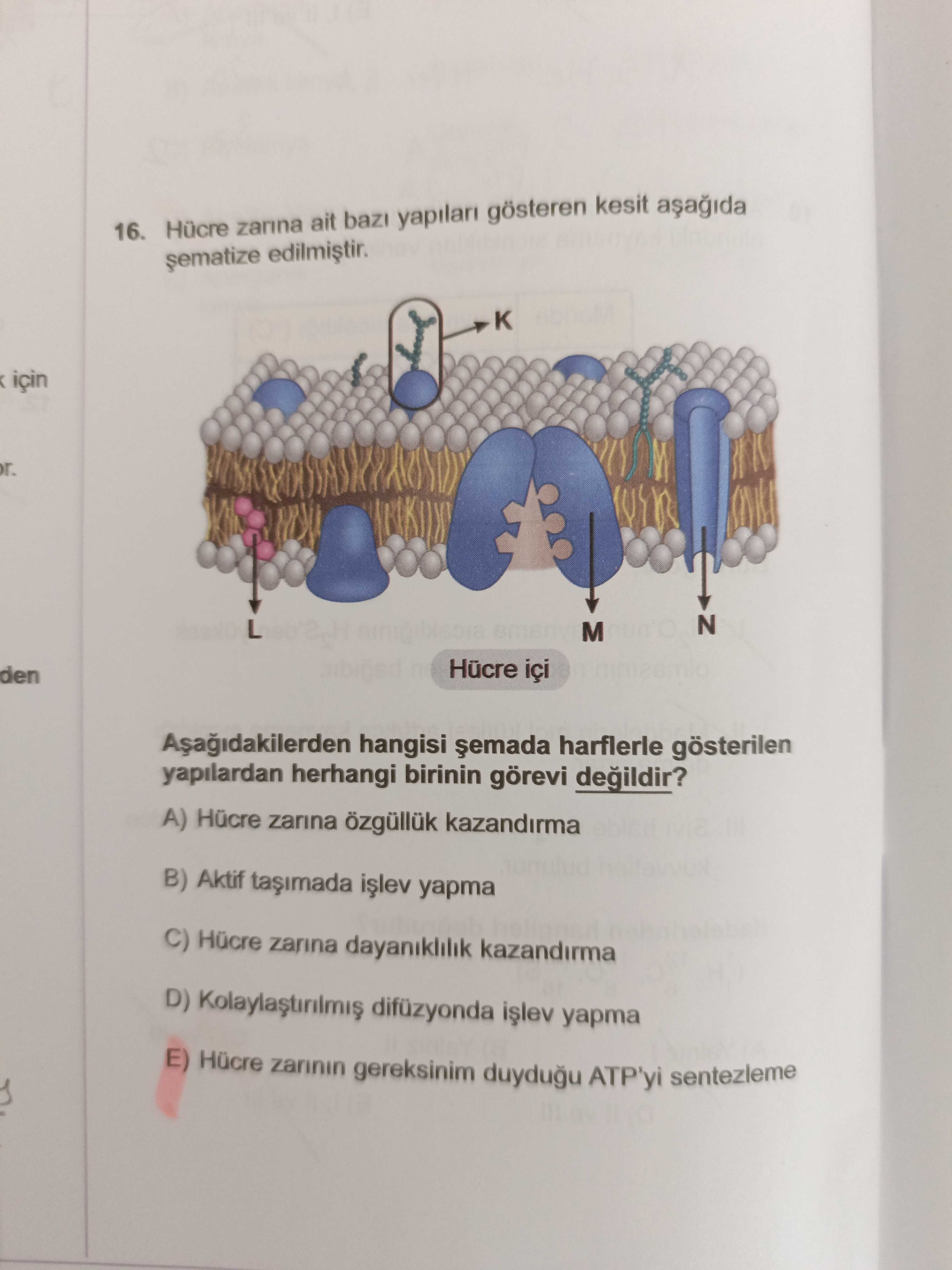 Hücre zarına ait bazı yapıları gösteren kesit aşağıda şematize edilmiştir. Aşağıdakilerden hangisi