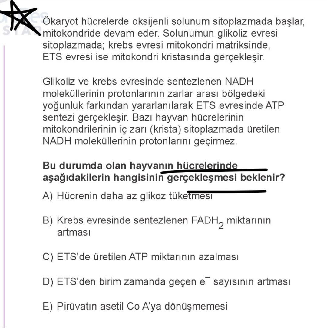Ökaryot hücrelerde oksijenli solunum sitoplazmada başlar, mitokondride devam eder. Solunumun