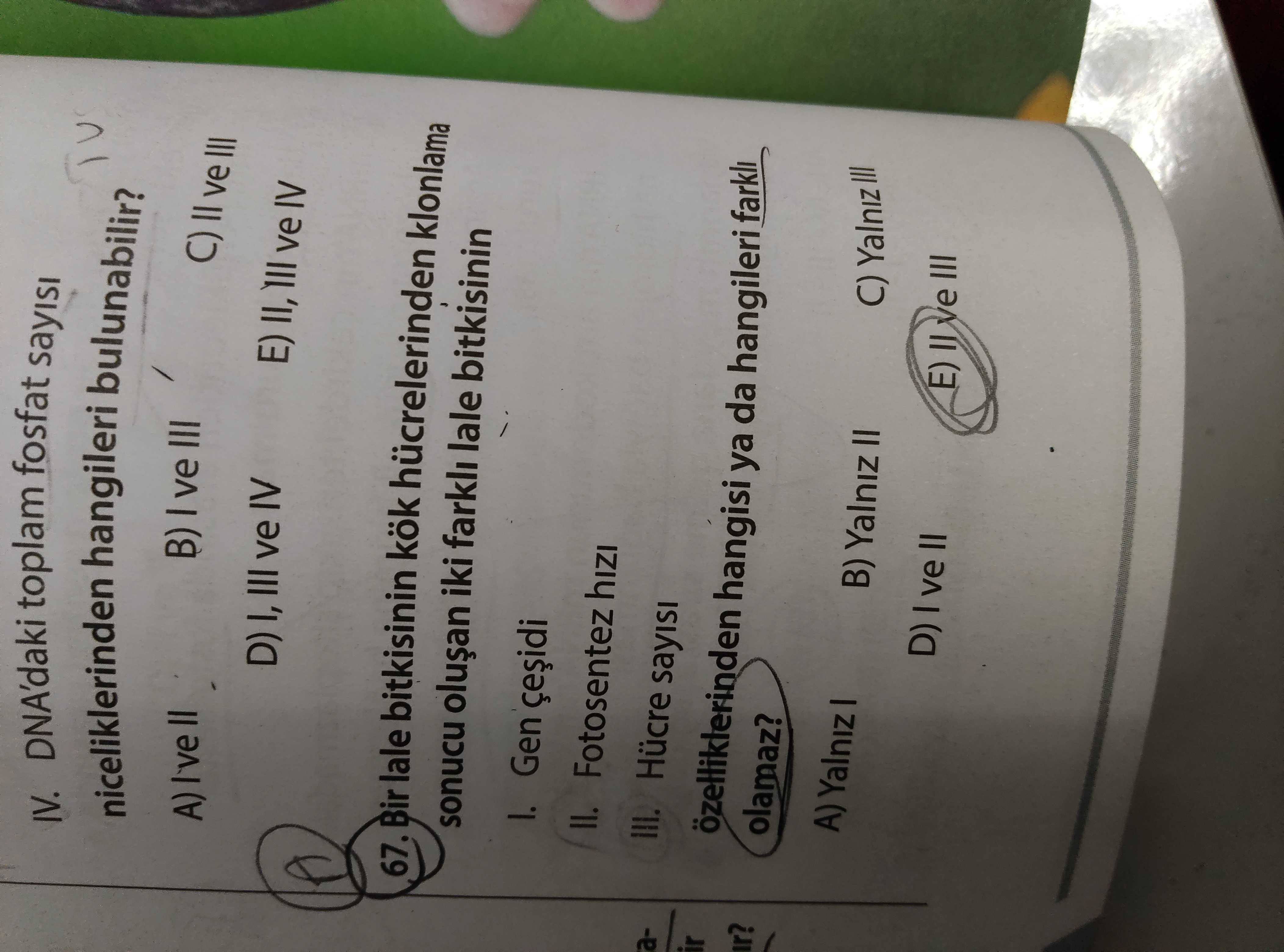 Bir lale bitkisinin kök hücrelerinden klonlama sonucu oluşan iki farklı lale bitkisinin I. Gen