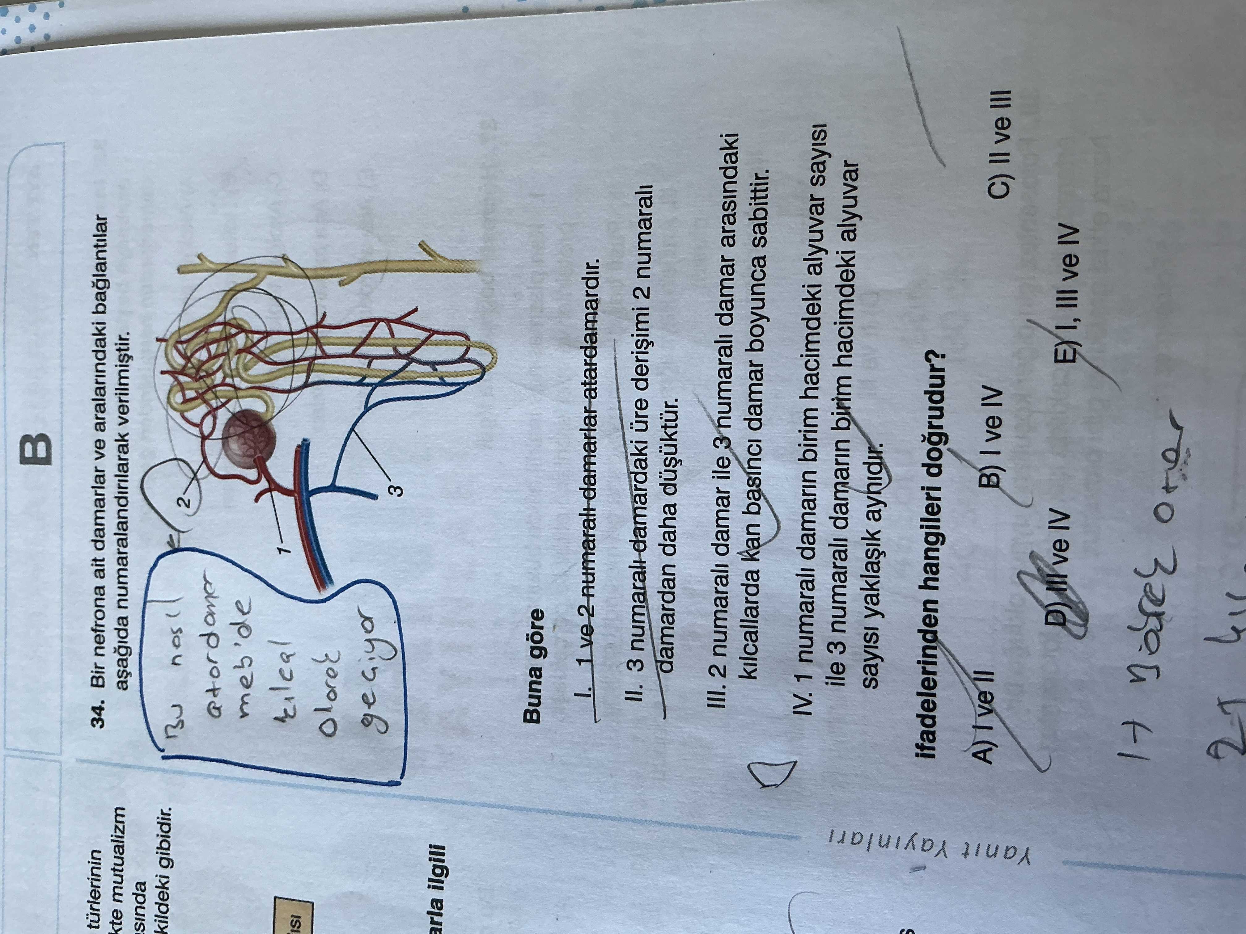 Bir nefrona ait damarlar ve aralarındaki bağlantılar aşağıda numaralandırılarak verilmiştir. Buna