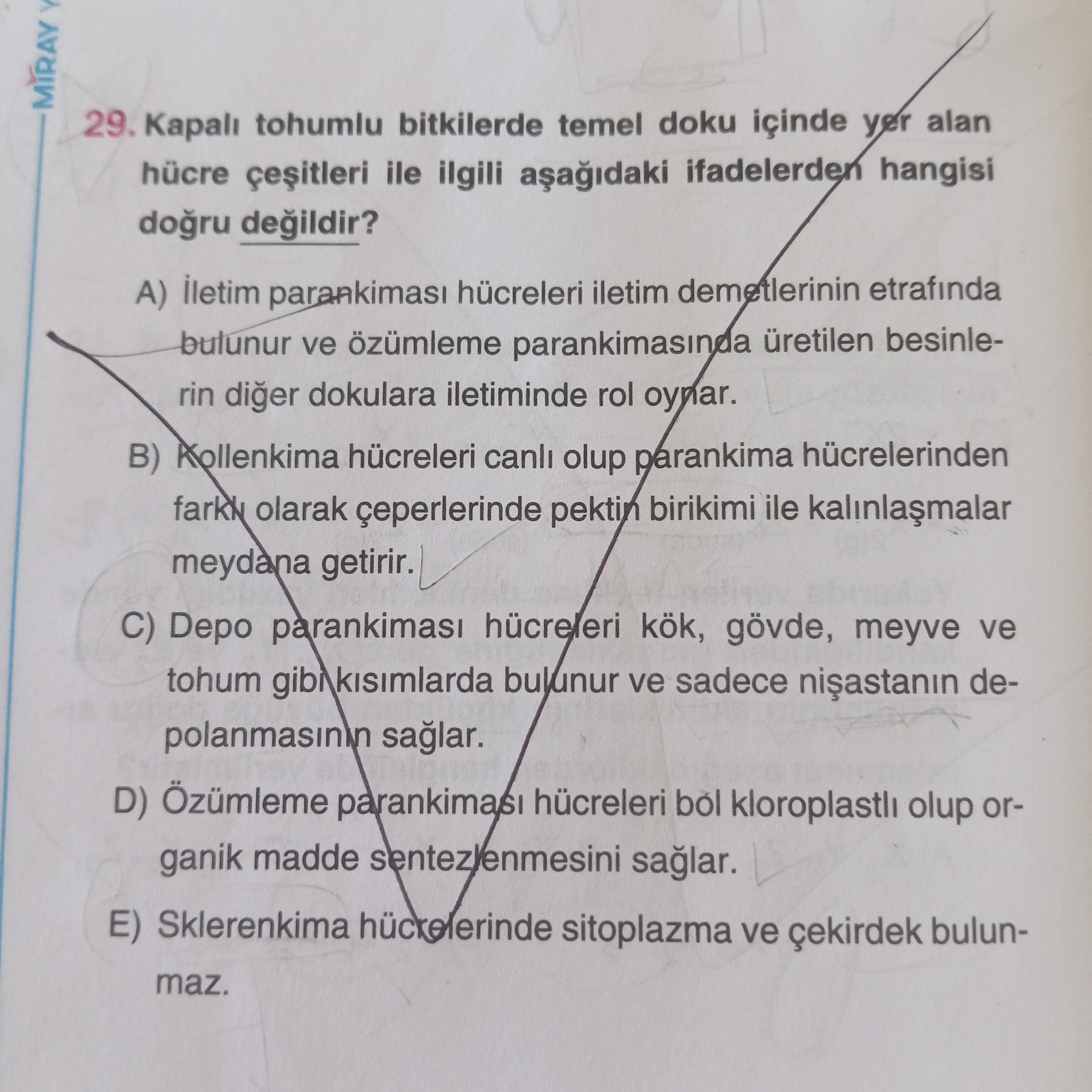 Kapalı tohumlu bitkilerde temel doku içinde yer alan hücre çeşitleri ile ilgili aşağıdaki
