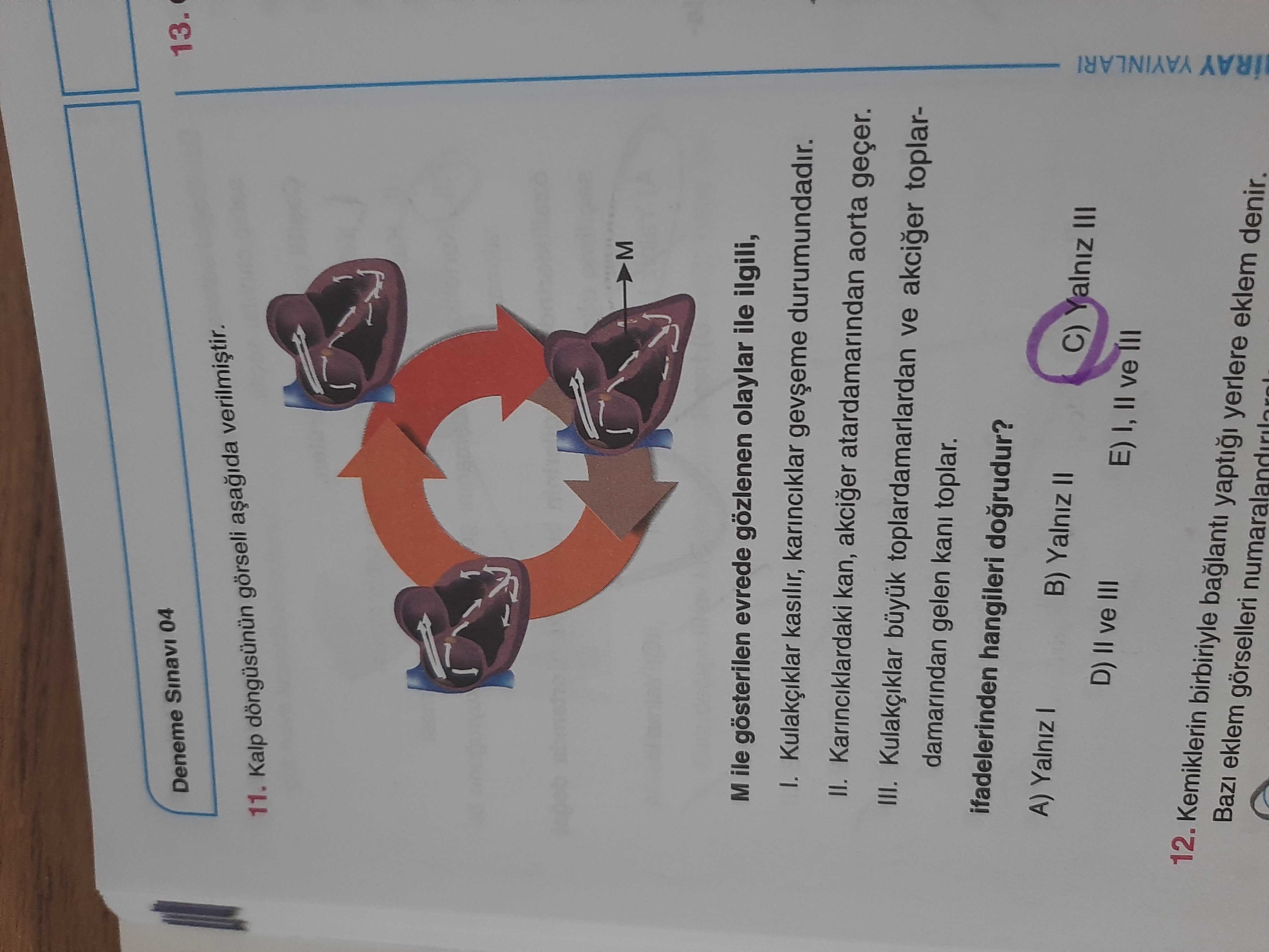 Kalp döngüsünün görseli aşağıda verilmiştir. M ile gösterilen evrede gözlenen olaylar ile ilgili, I