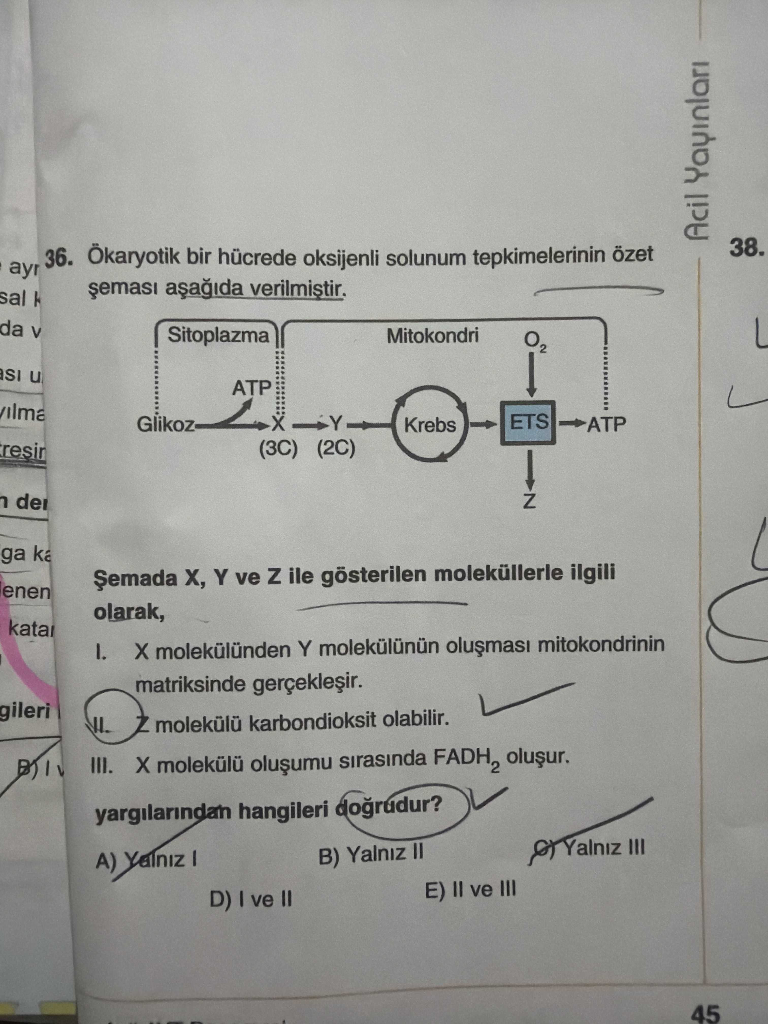 Ökaryotik bir hücrede oksijenli solunum tepkimelerinin özet şeması aşağıda verilmiştir. Şemada X, Y