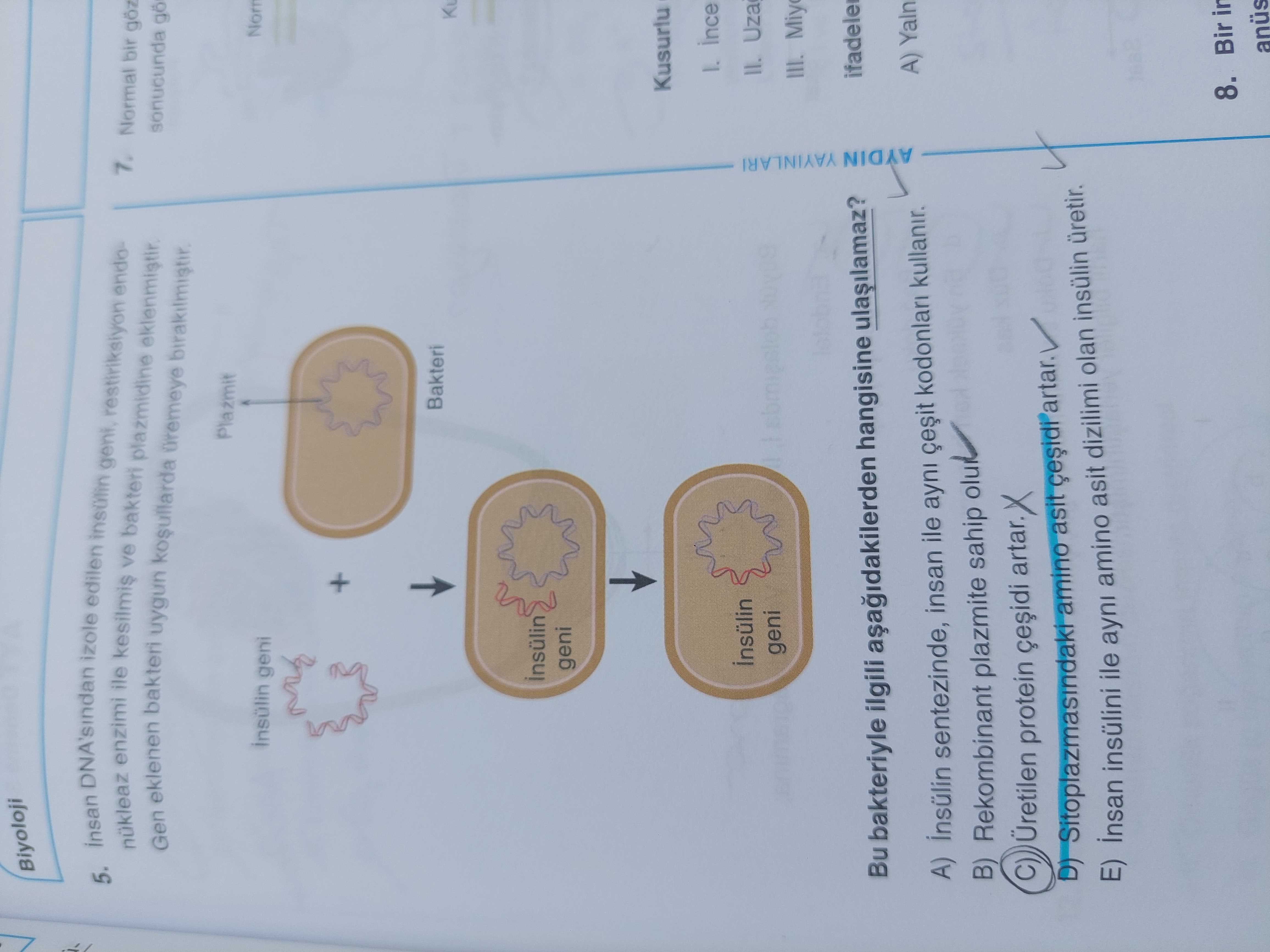 İnsan DNA'sından izole edilen insülin geni, restriksiyon endonükleaz enzimi ile kesilmiş ve bakteri