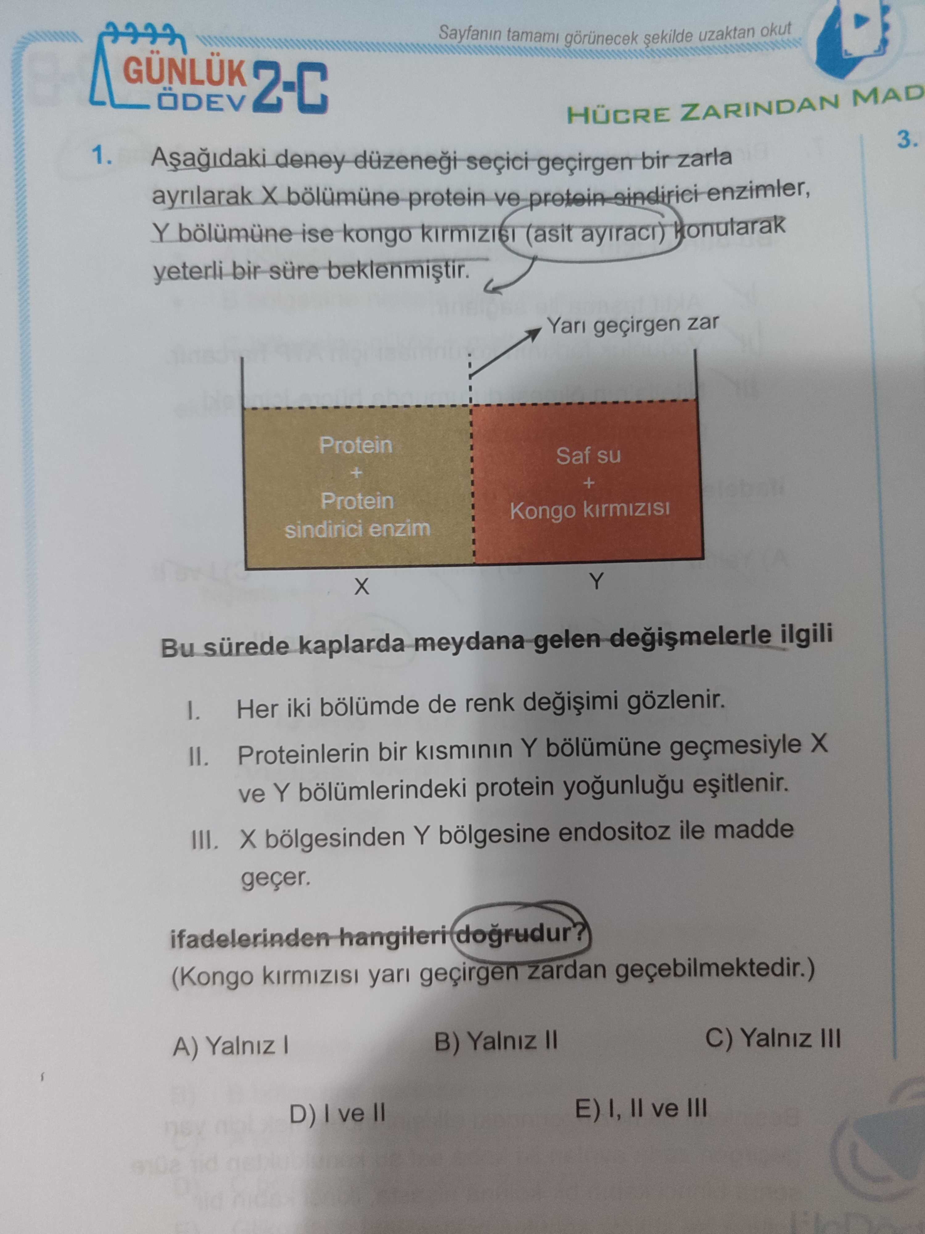Aşağıdaki deney düzeneği seçici geçirgen bir zarla ayrılarak X bölümüne protein ve protein sindirici