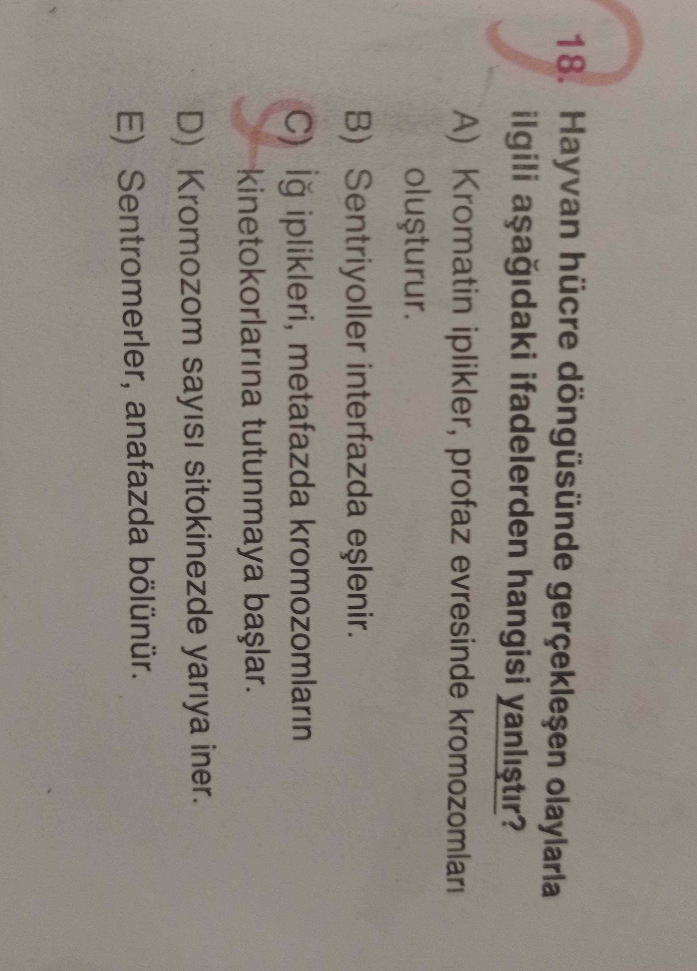 Hayvan hücre döngüsünce gerçekleşen olaylarla ilgili aşağıdaki ifadelerden hangisi yanlıştır?