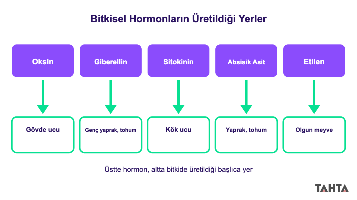 Beş bitkisel hormonun bitkide üretildiği başlıca yerleri gösteren şema