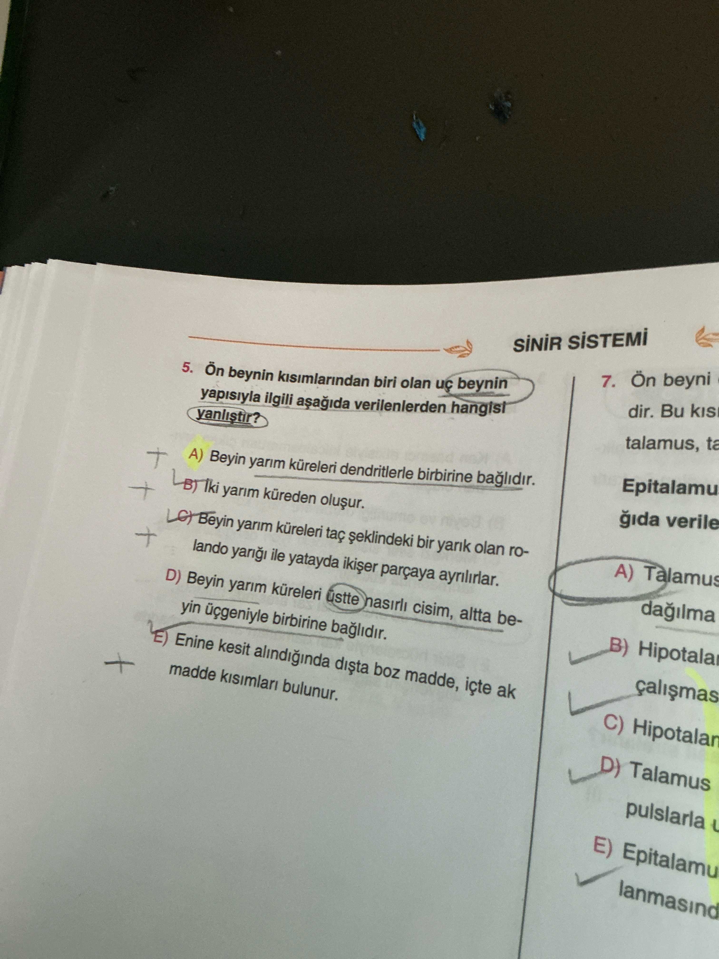 Ön beynin kısımlarından biri olan uç beynin yapısıyla ilgili aşağıda verilenlerden hangisi