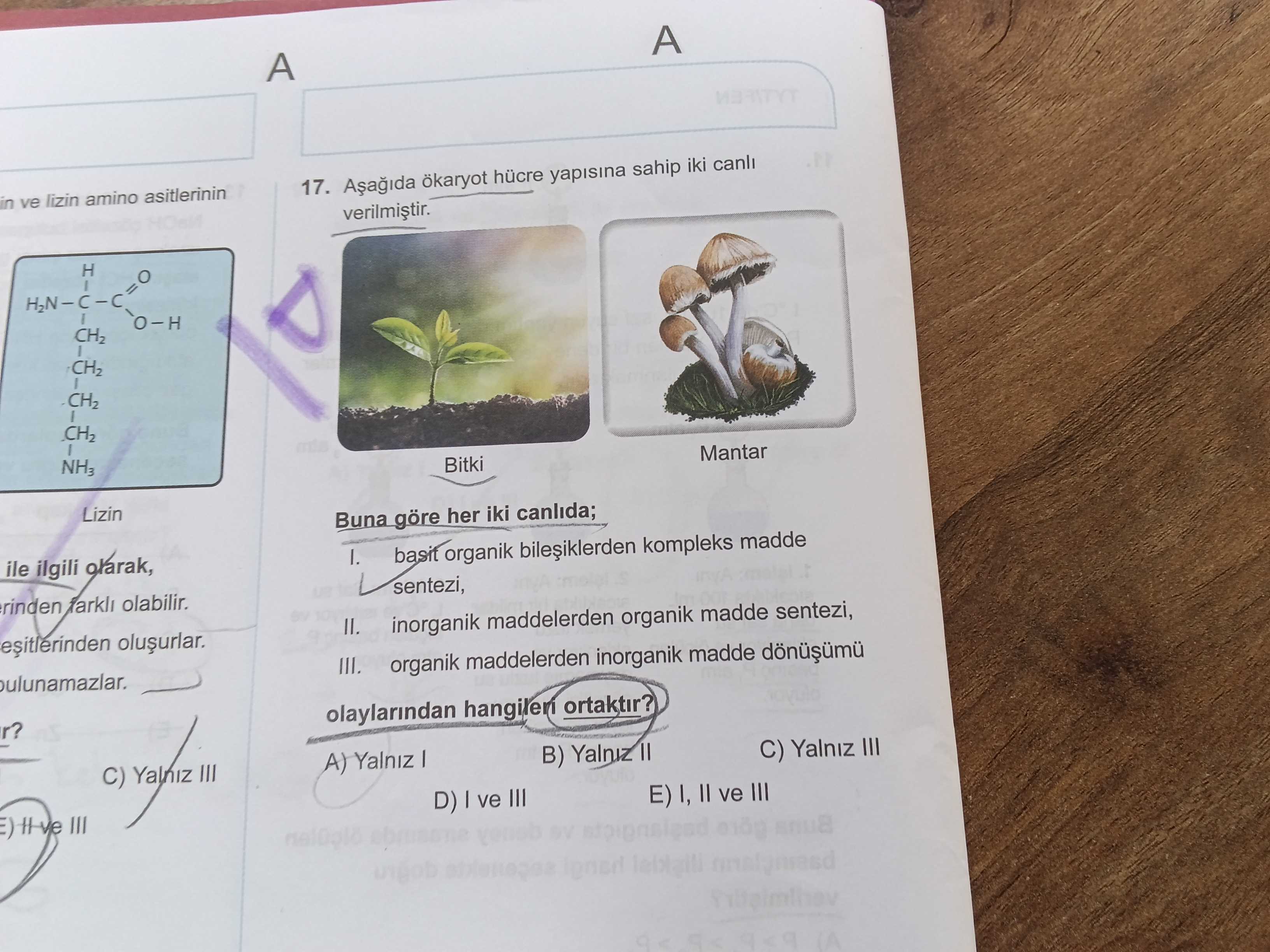 Aşağıda ökaryot hücre yapısına sahip iki canlı verilmiştir. Buna göre her iki canlıda; I. basit