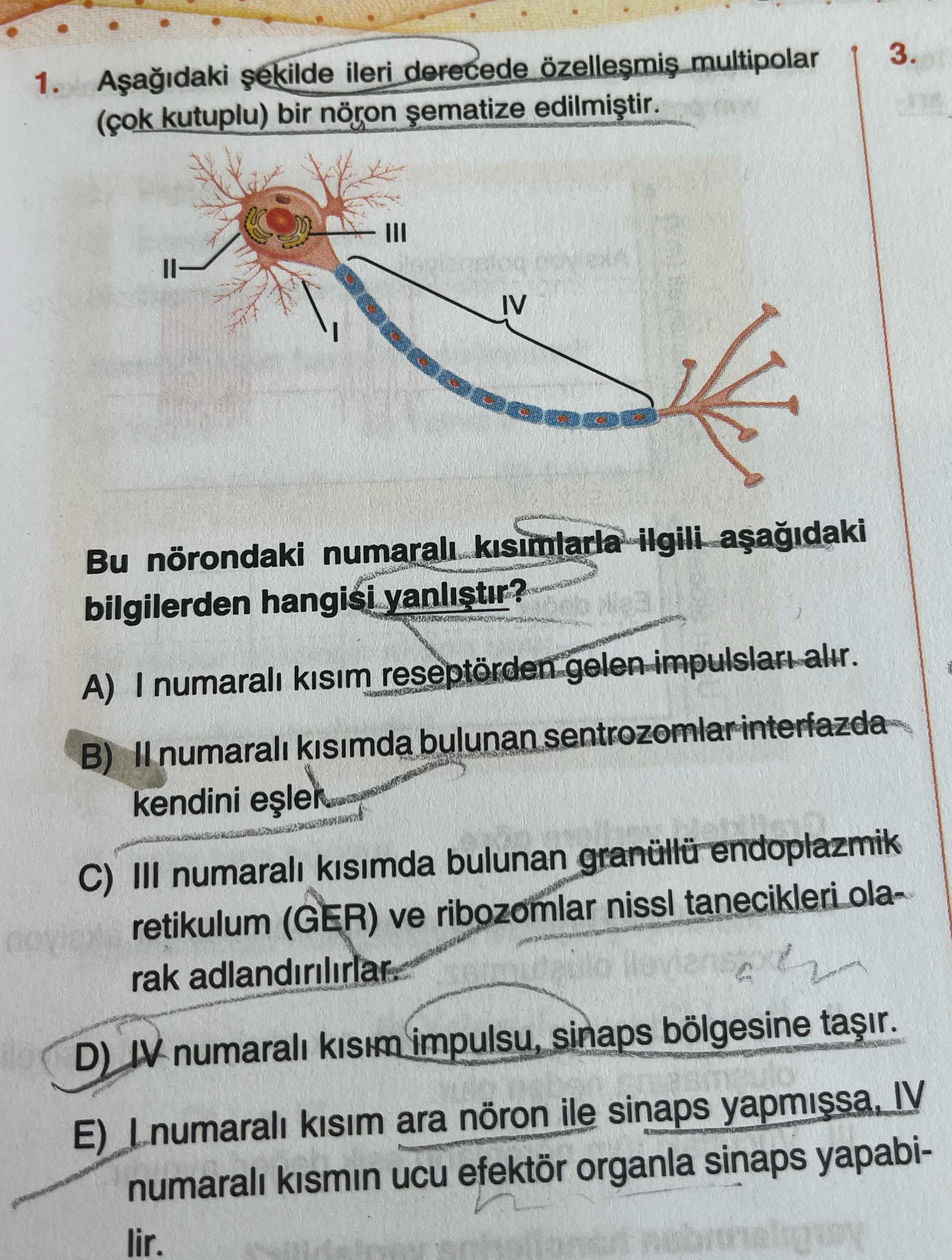 Aşağıdaki şekilde ileri derecede özelleşmiş multipolar (çok kutuplu) bir nöron şematize edilmiştir