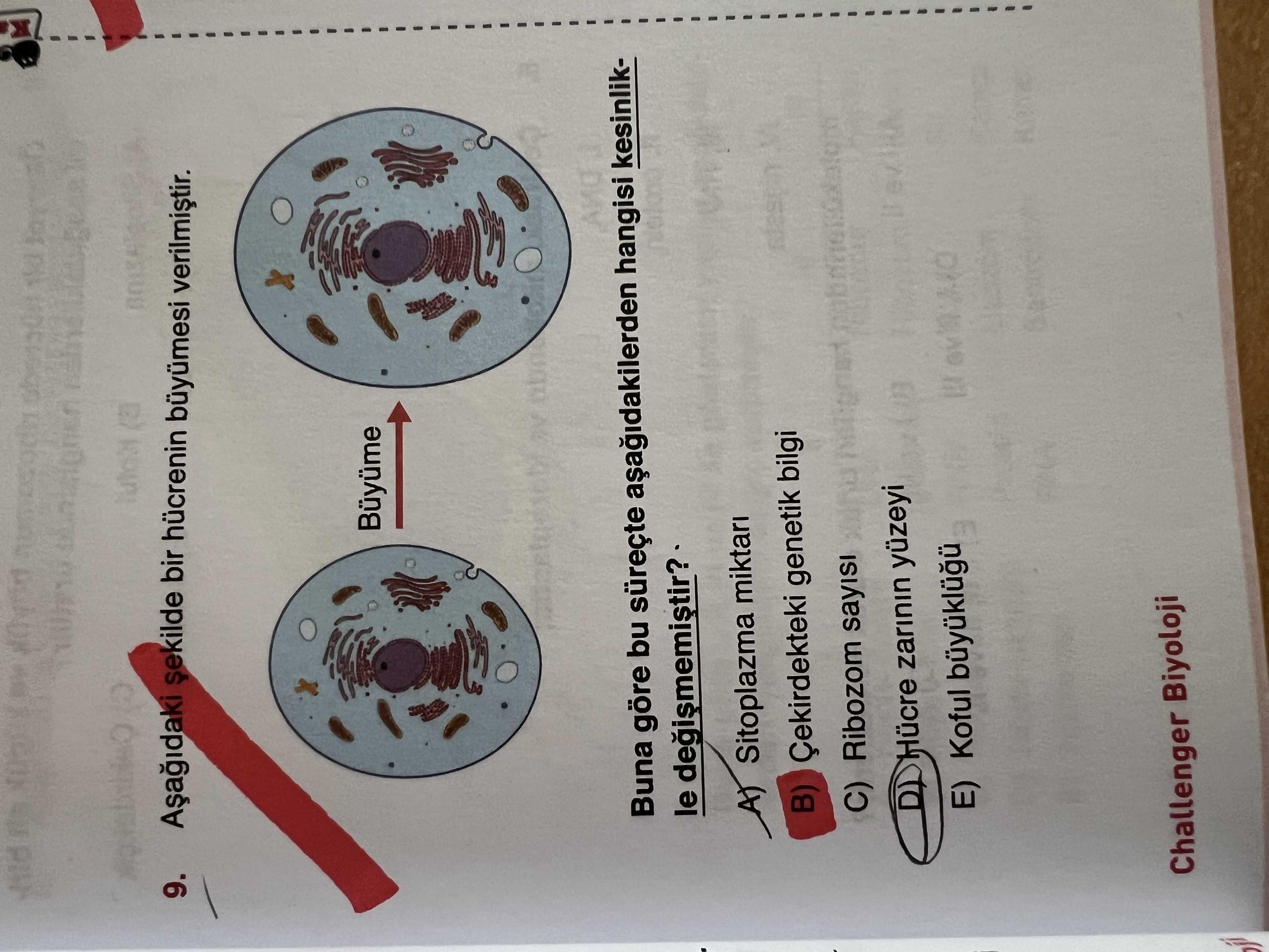 Aşağıdaki şekilde bir hücrenin büyümesi verilmiştir. Buna göre bu süreçte aşağıdakilerden hangisi