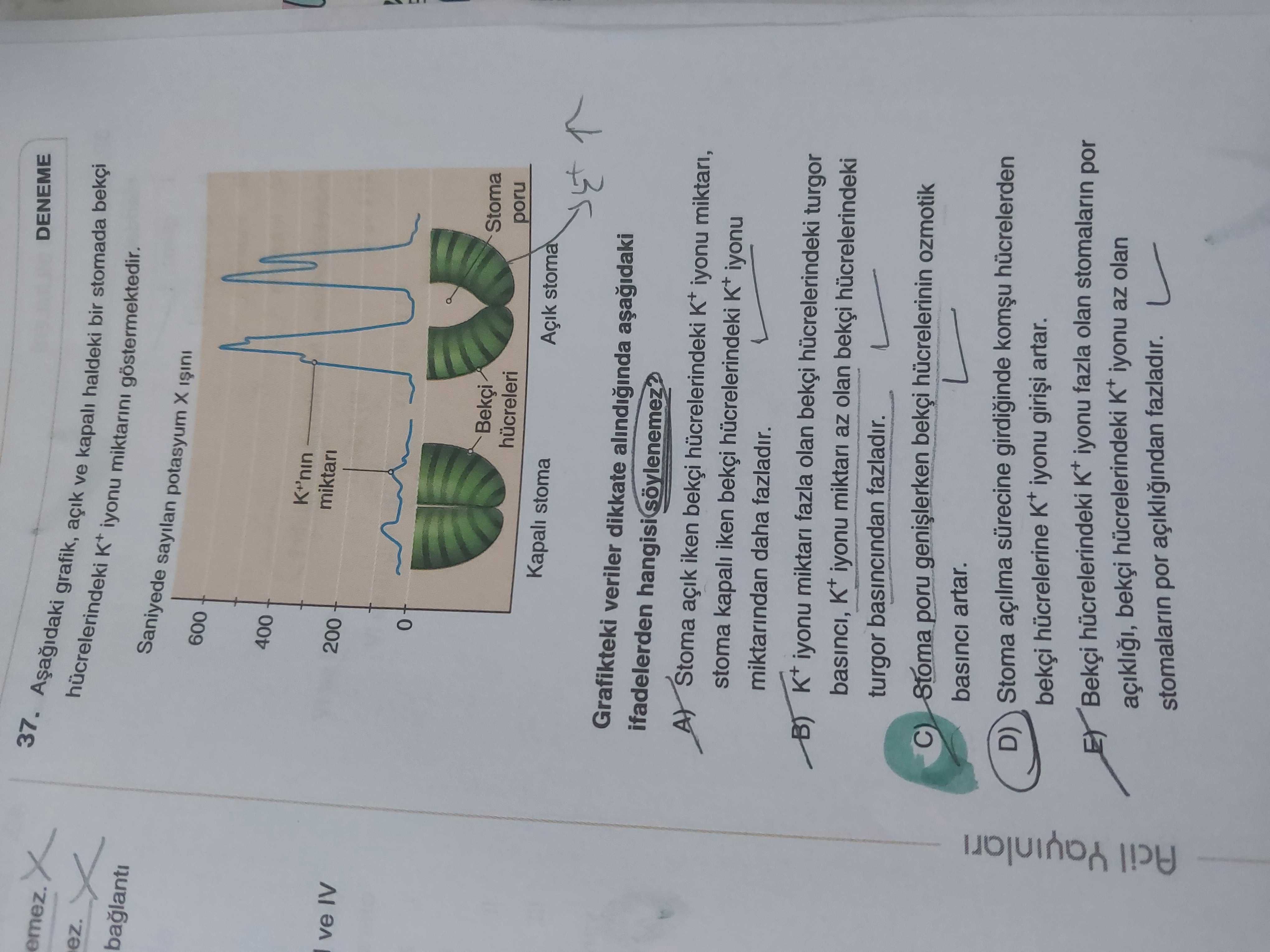 Aşağıdaki grafik, açık ve kapalı haldeki bir stomada bekçi hücrelerindeki K⁺ iyonu miktarlarını