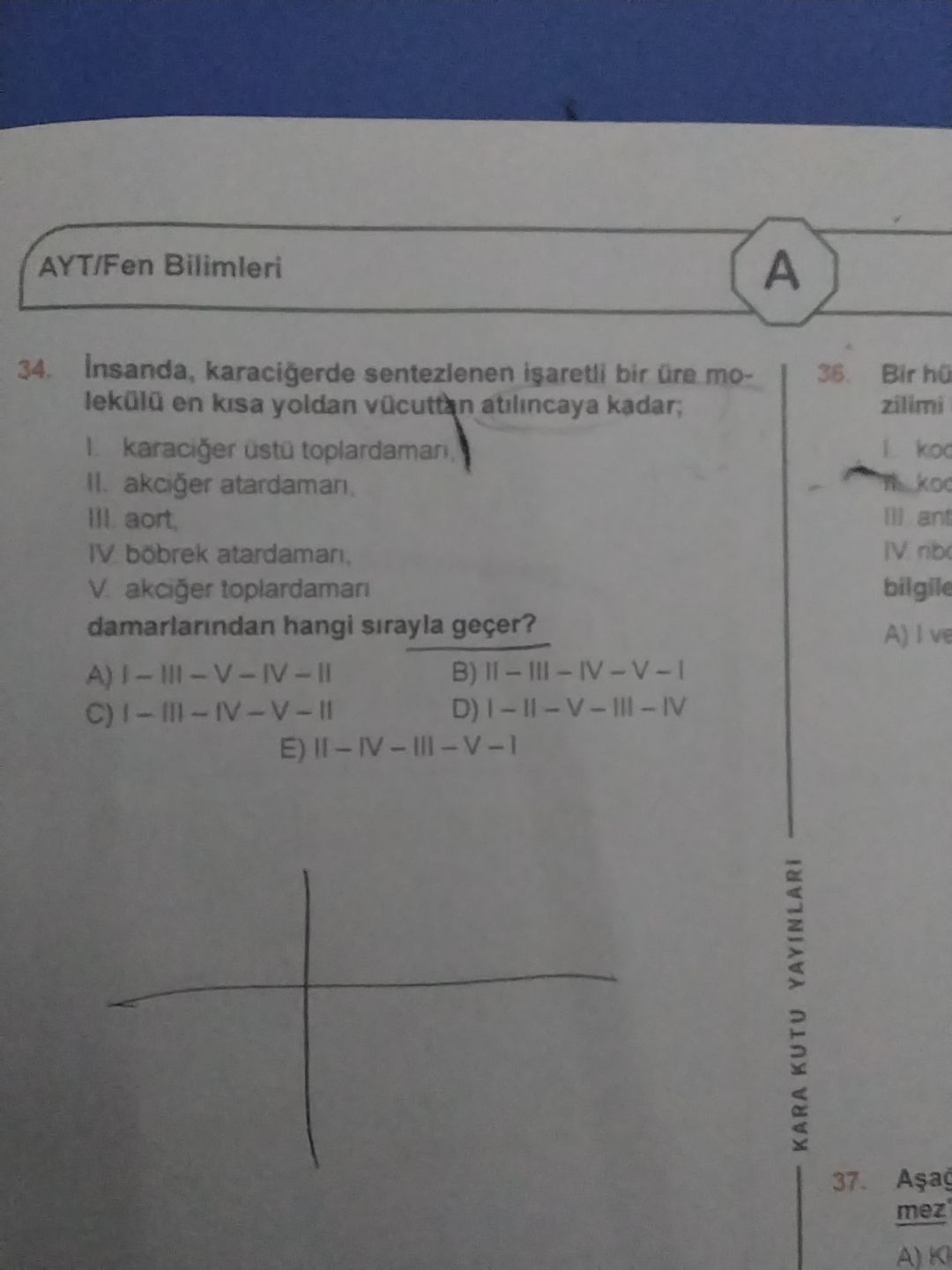 İnsanda, karaciğerde sentezlenen işaretli bir üre molekülü en kısa yoldan vücuttan atılıncaya kadar