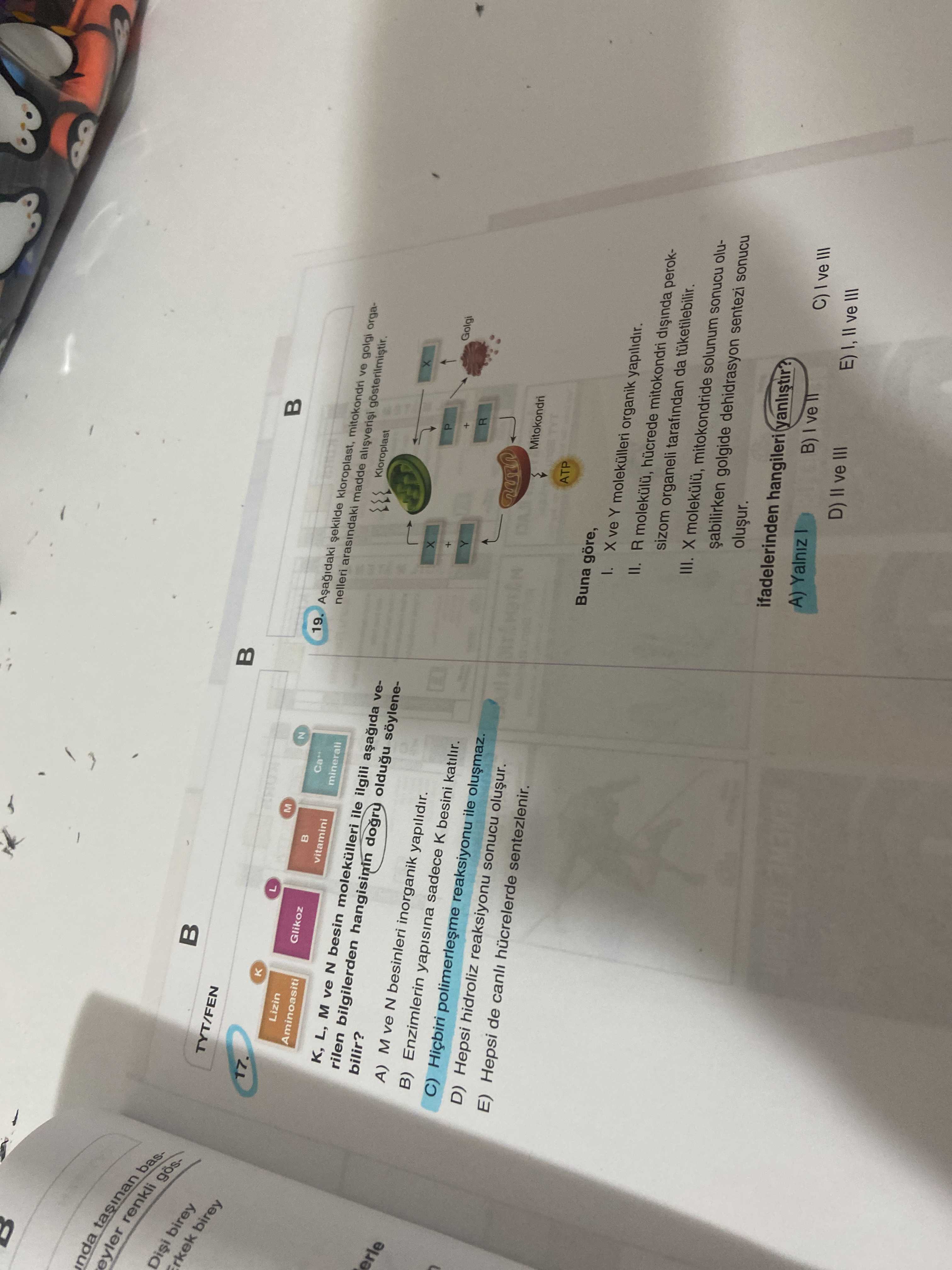 K, L, M ve N besin molekülleri ile ilgili aşağıda verilen bilgilerden hangisinin doğru olduğu