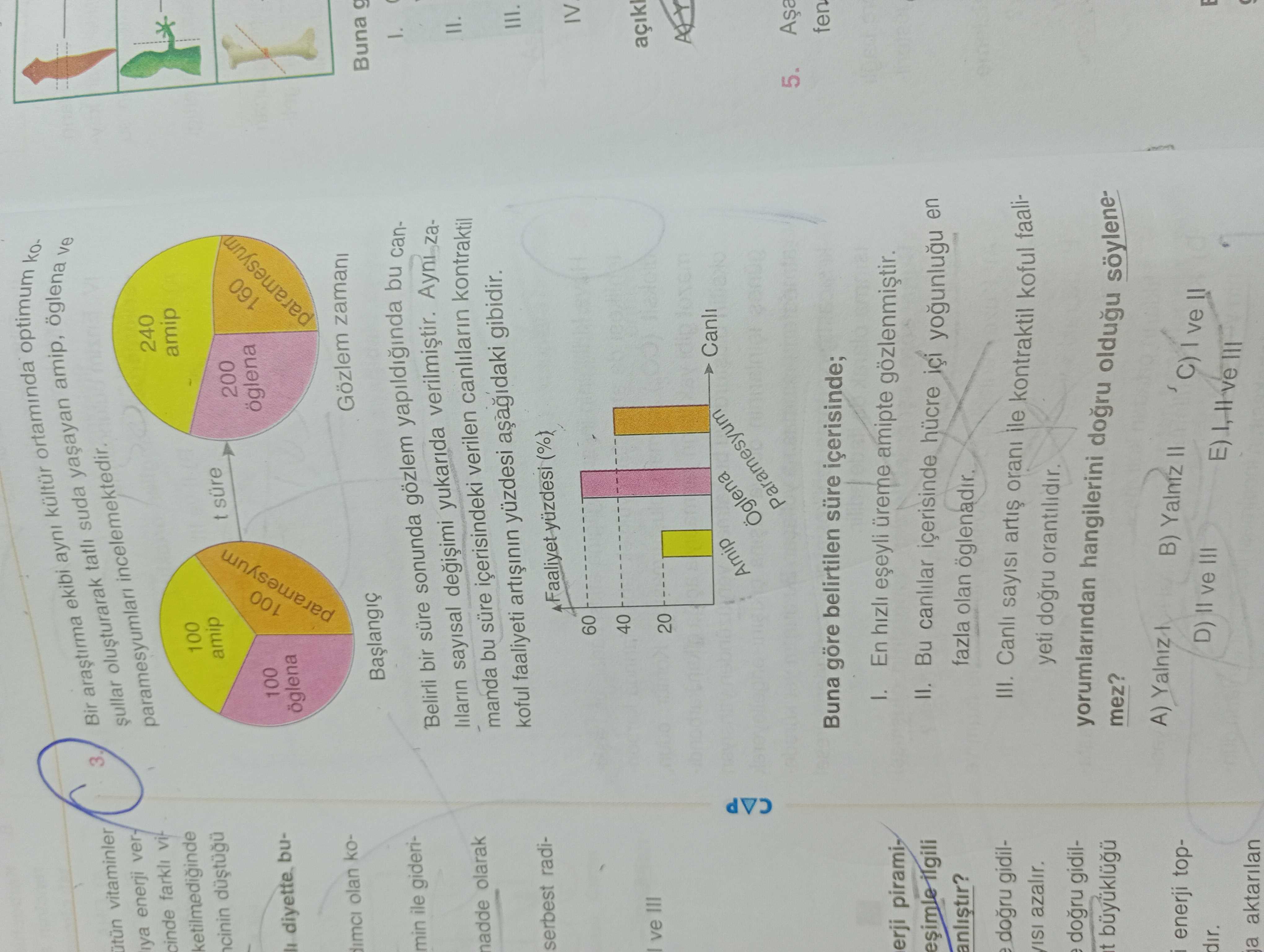 Bir araştırma ekibi aynı kültür ortamında optimum koşullar oluşturarak tatlı suda yaşayan amip