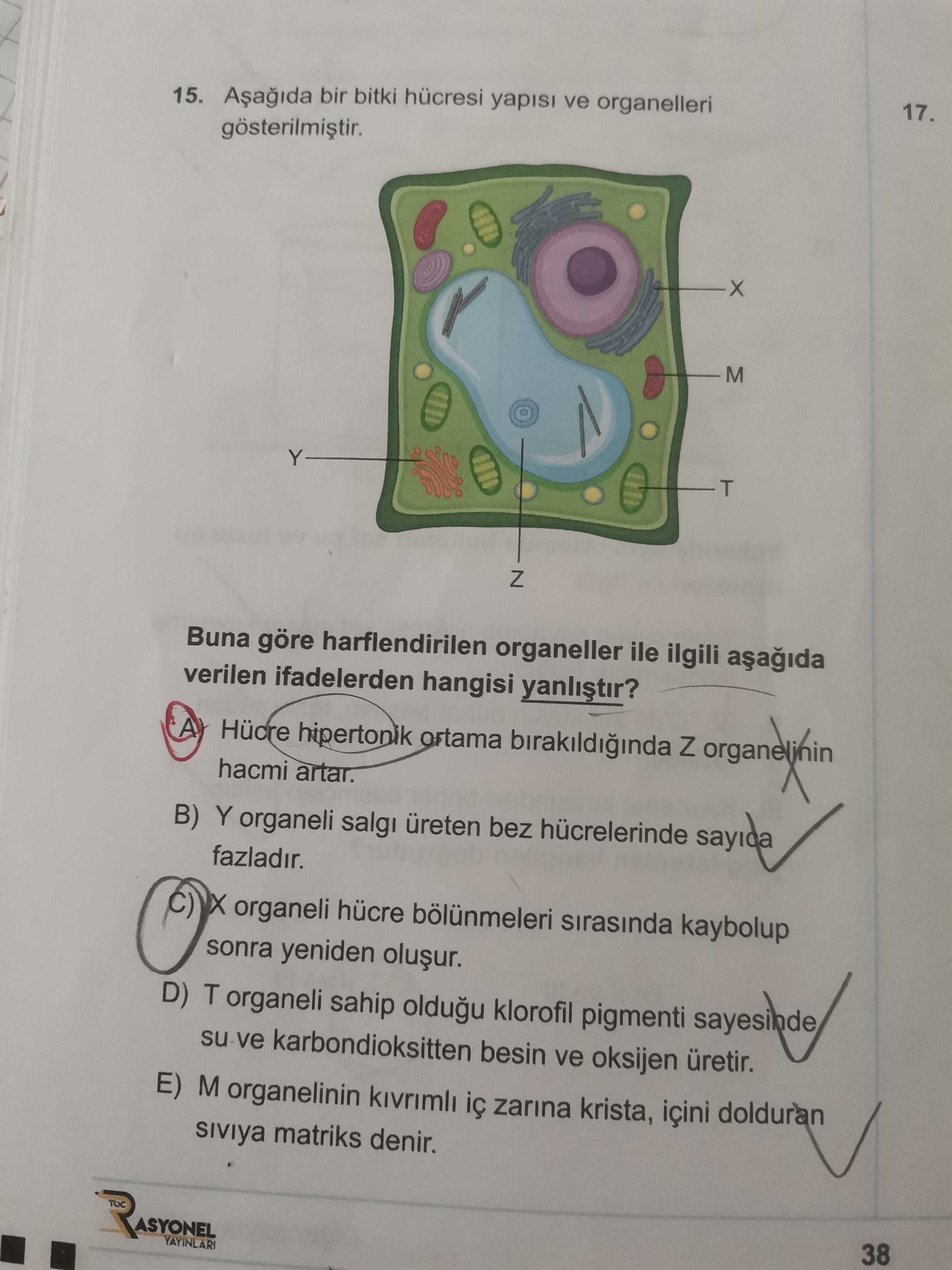 Aşağıda bir bitki hücresi yapısı ve organelleri gösterilmiştir. Buna göre harflendirilen organeller