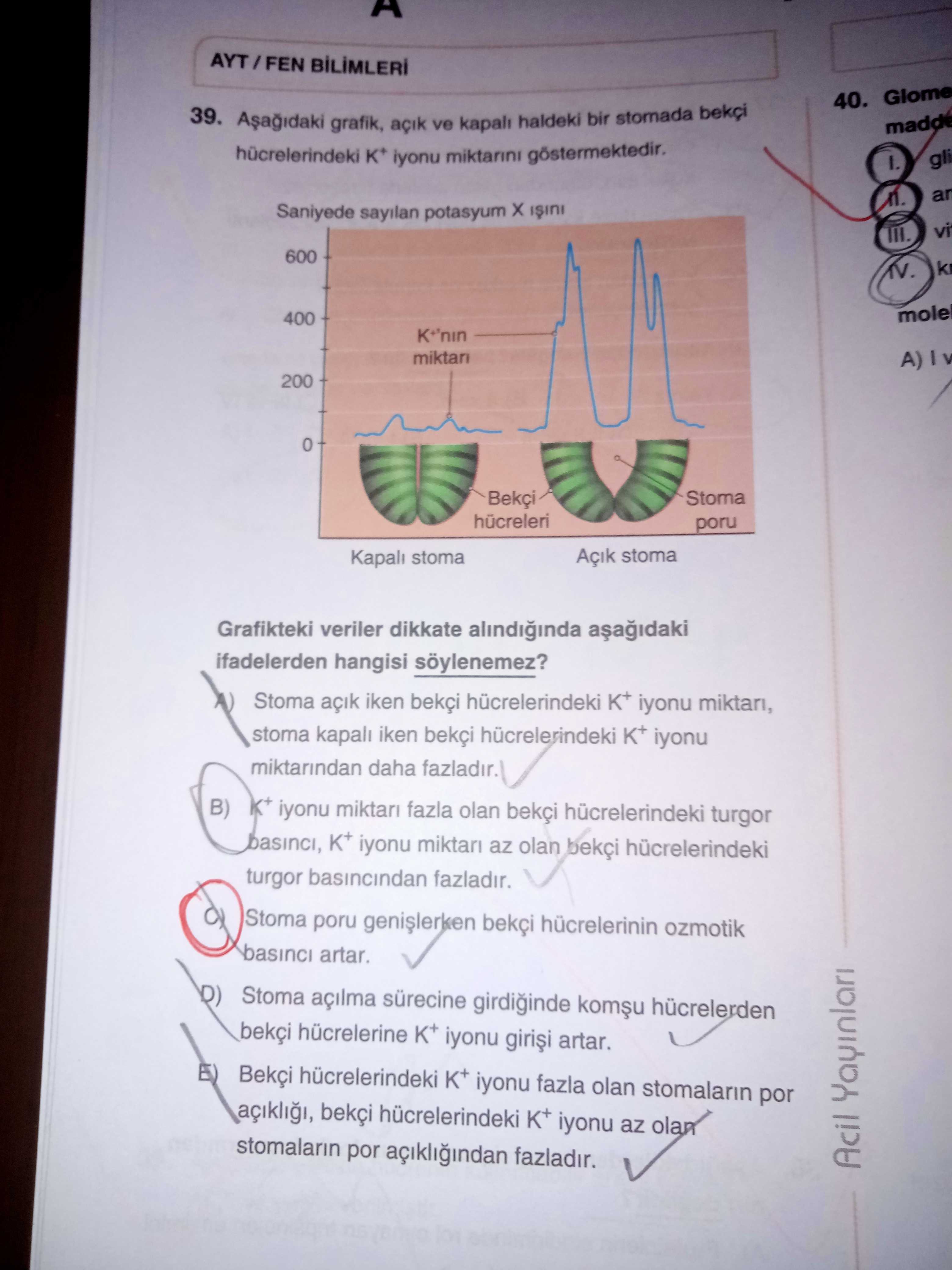 Aşağıdaki grafik, açık ve kapalı haldeki bir stomada bekçi hücrelerindeki K⁺ iyonu miktarını