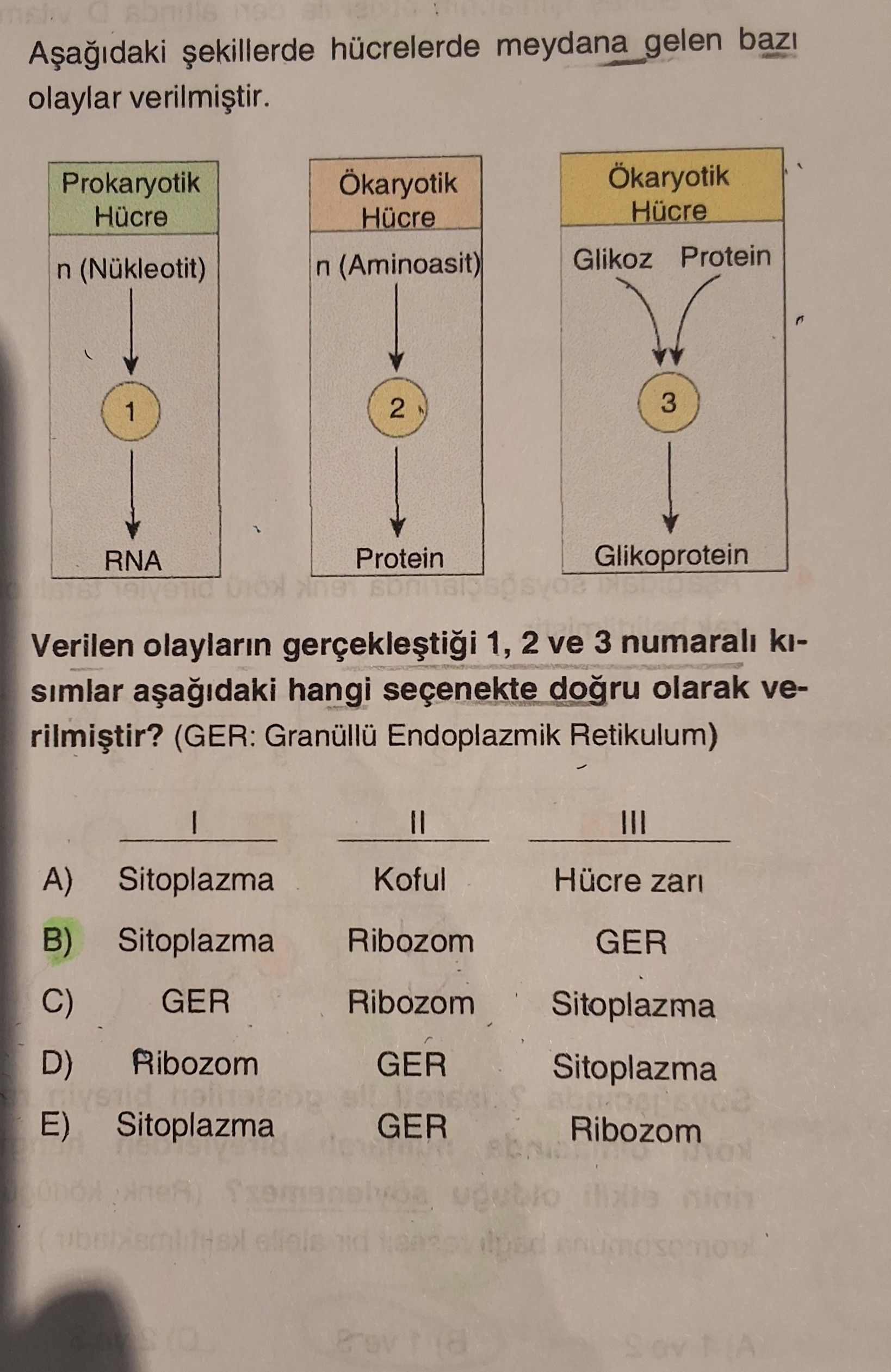 Aşağıdaki şekillerde hücrelerde meydana gelen bazı olaylar verilmiştir. Verilen olayların