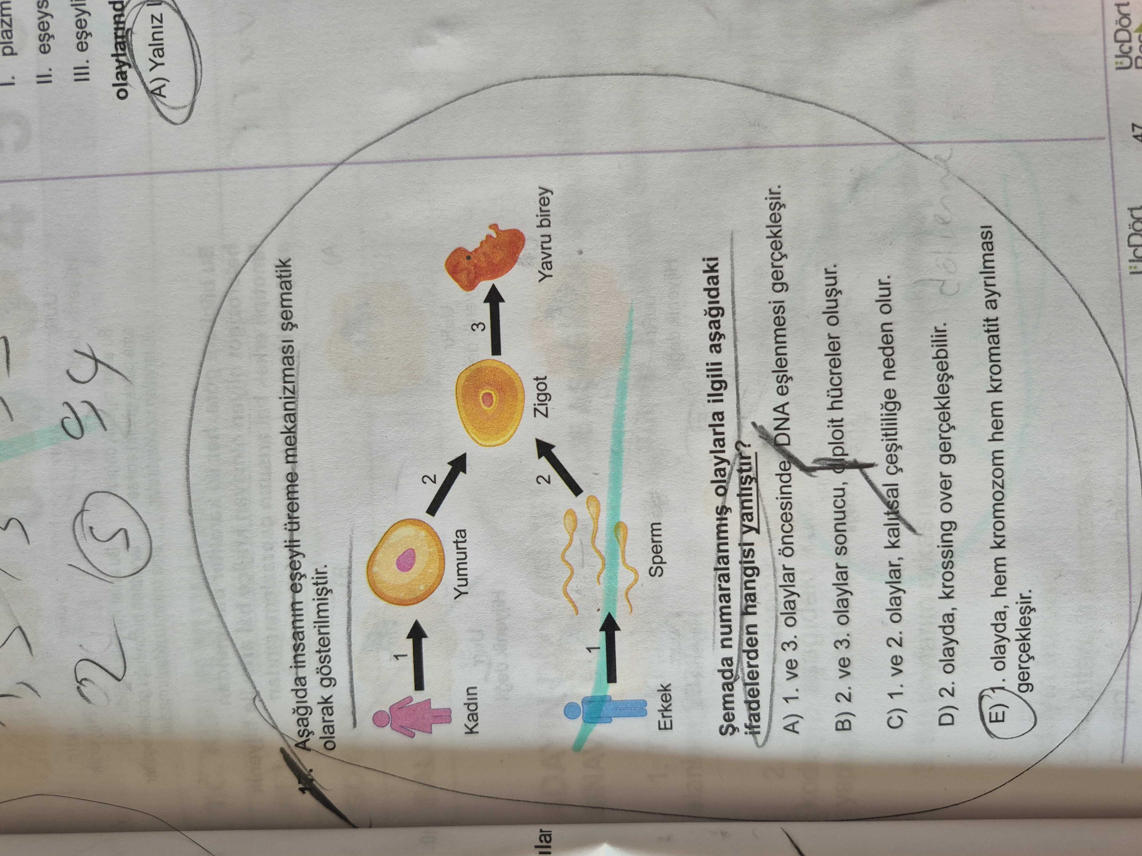 Aşağıda insanın eşeyli üreme mekanizması şematik olarak gösterilmiştir. Şemada numaralanmış