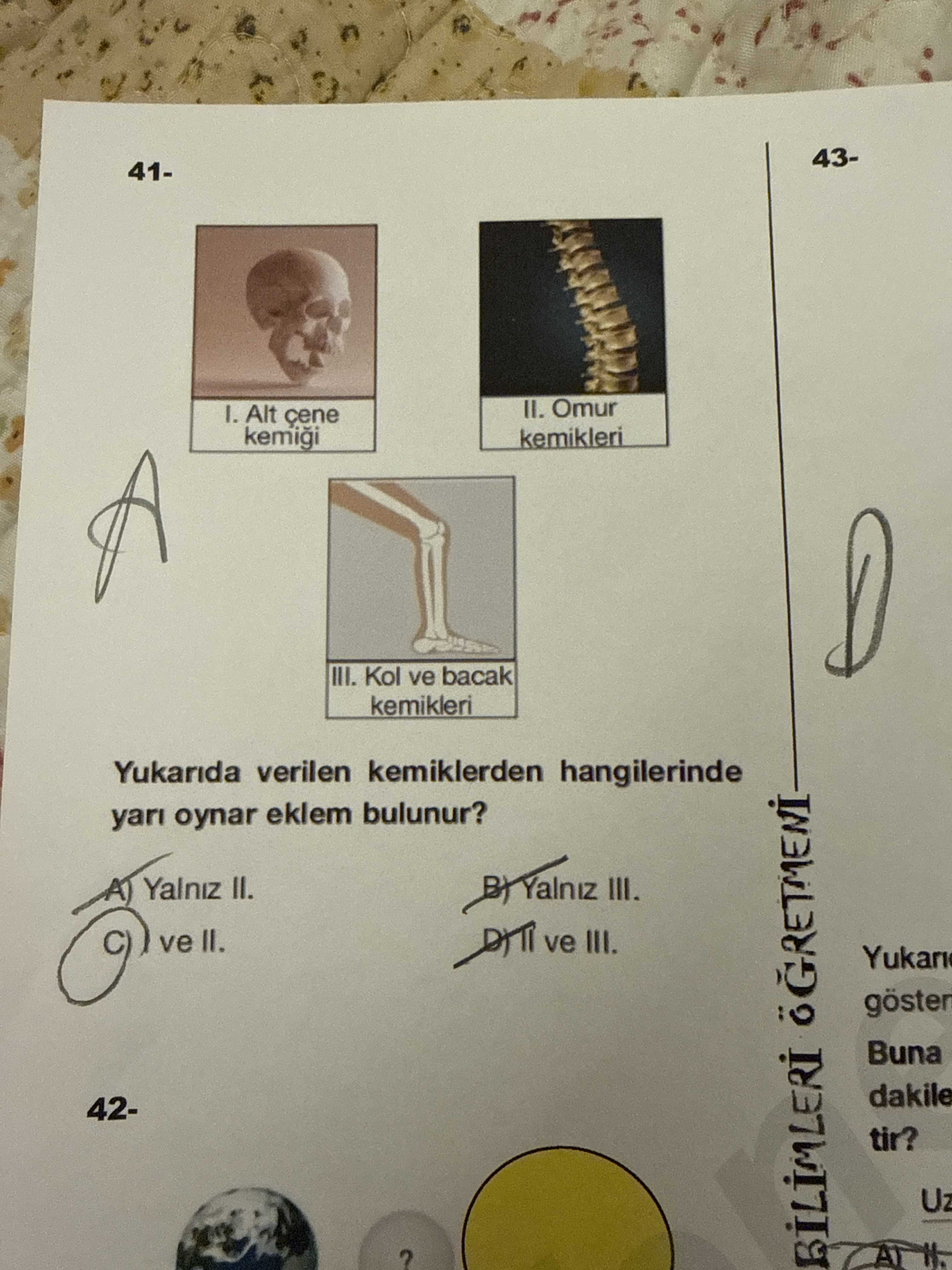 Yukarıda verilen kemiklerden hangilerinde yarı oynar eklem bulunur?