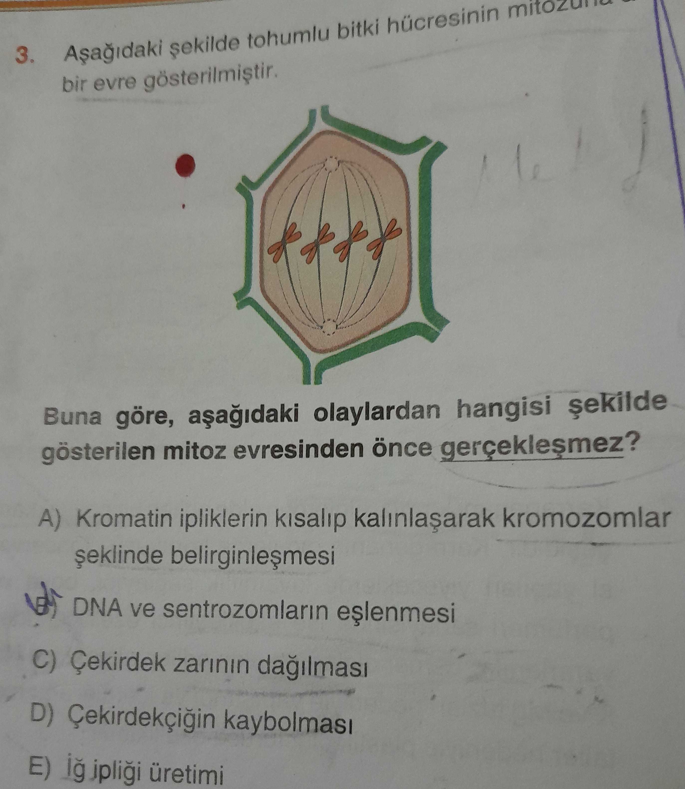 Aşağıdaki şekilde tohumlu bitki hücresinin mitozuna ait bir evre gösterilmiştir. Buna göre