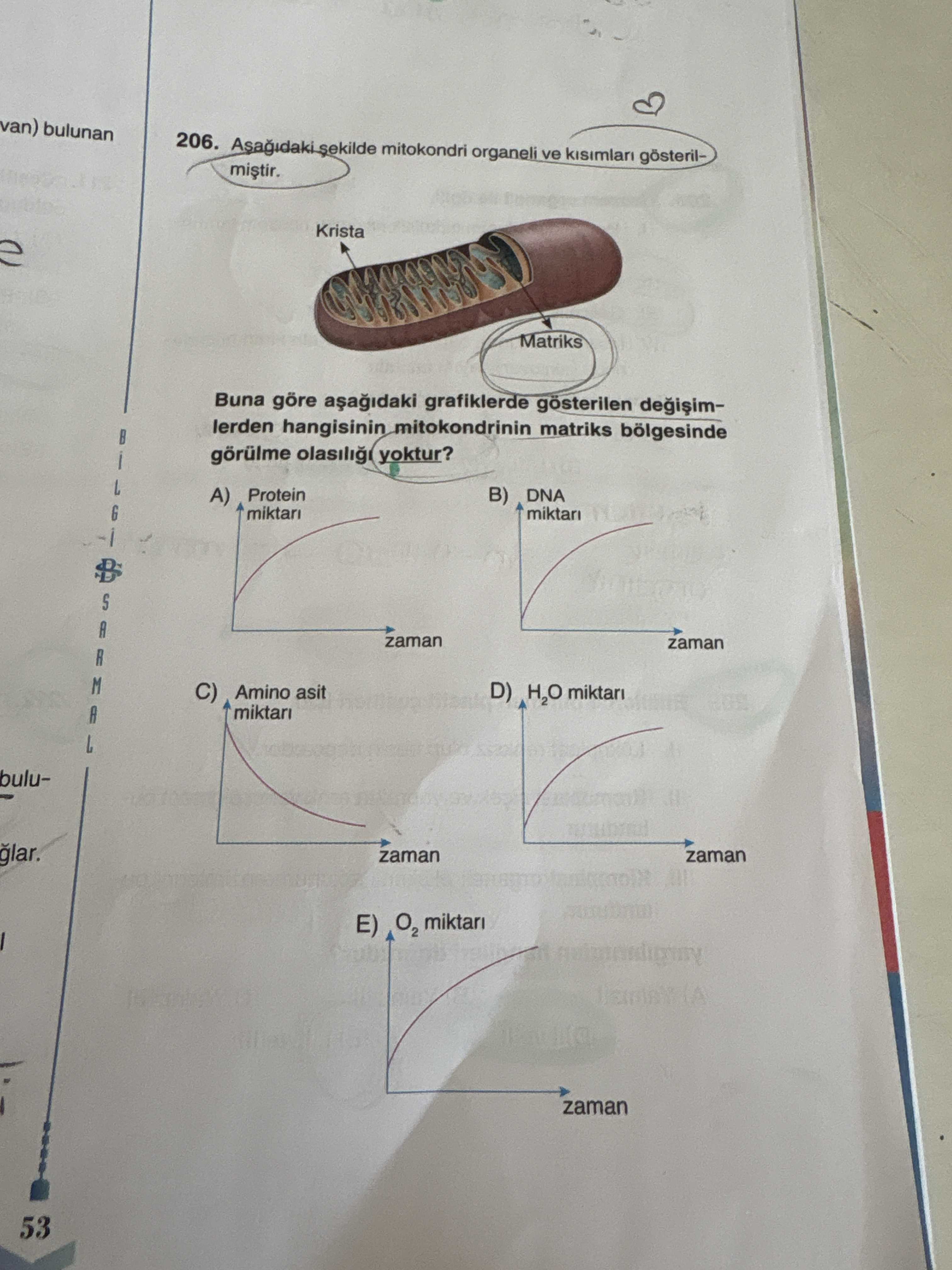 Aşağıdaki şekilde mitokondri organeli ve kısımları gösterilmiştir. Buna göre aşağıdaki grafiklerde
