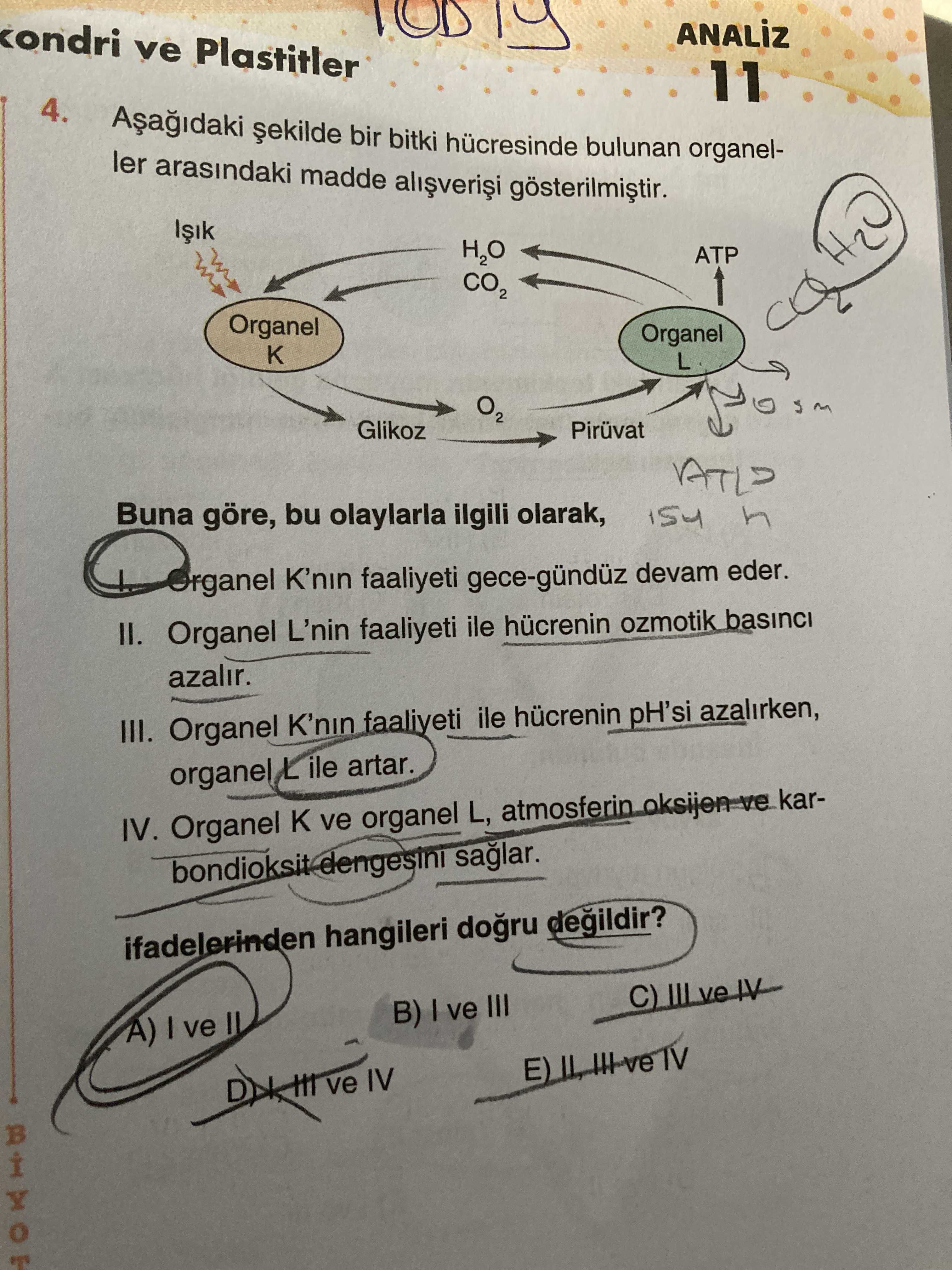 Biyoloji (11. Sınıf)