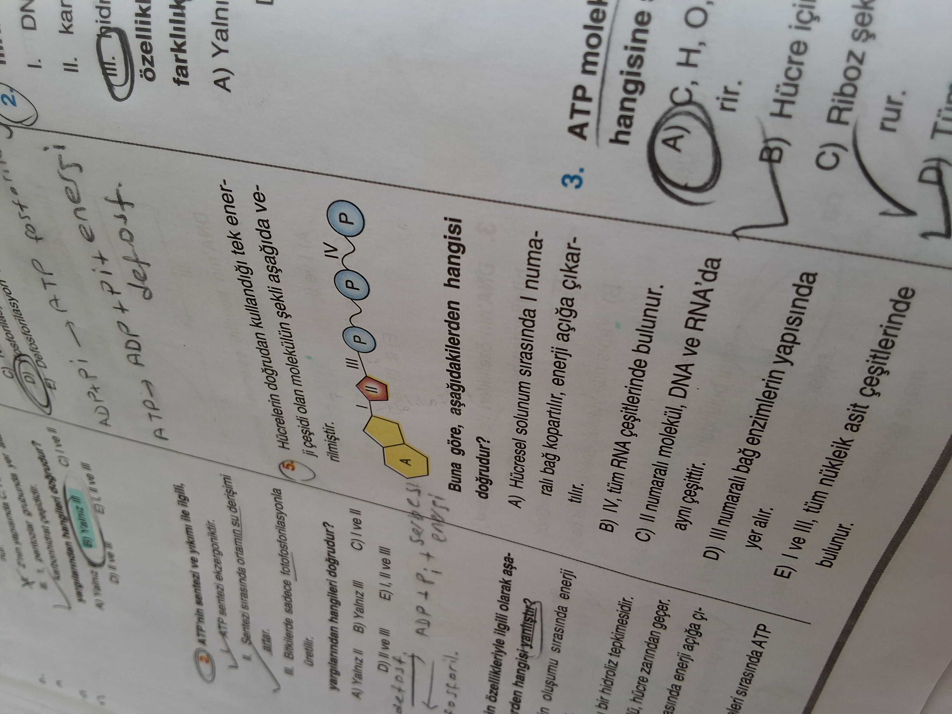 Biyoloji (12. Sınıf)
