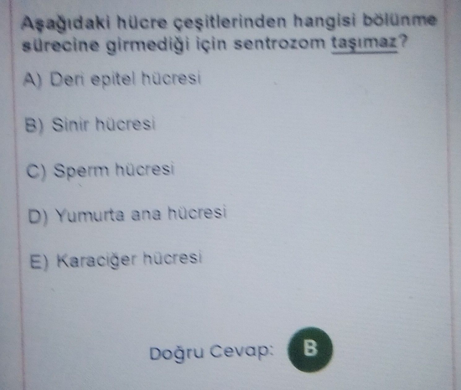Aşağıdaki hücre çeşitlerinden hangisi bölünme sürecine girmediği için sentrozom taşımaz?