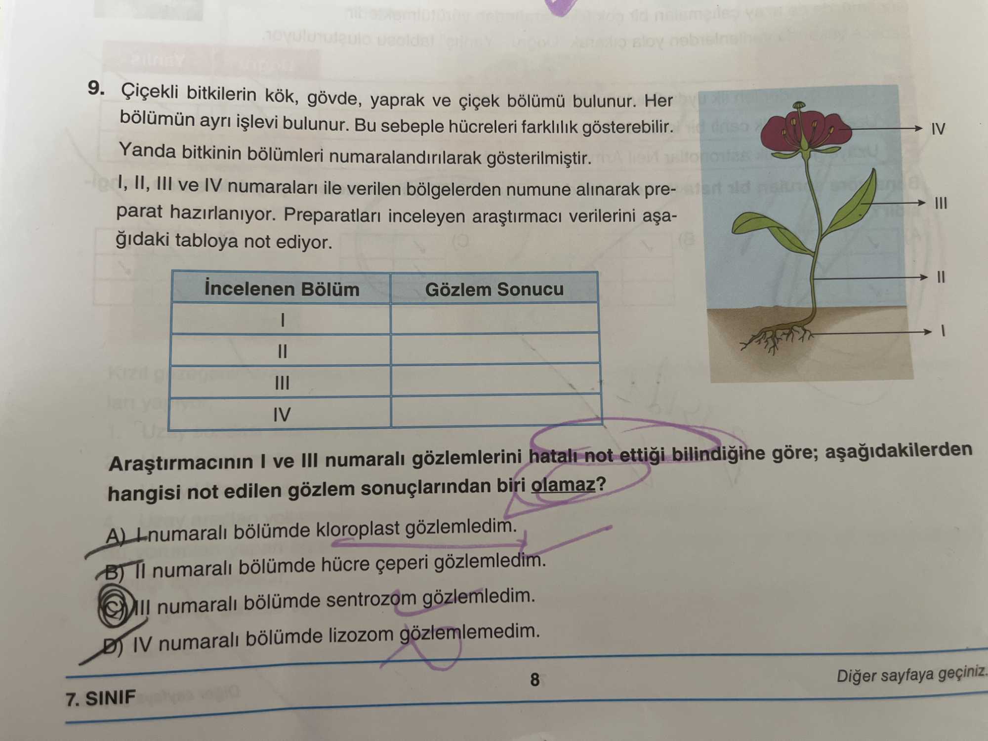 Çiçekli bitkilerin kök, gövde, yaprak ve çiçek bölümü bulunur. Her bölümün ayrı işlevi bulunur. Bu