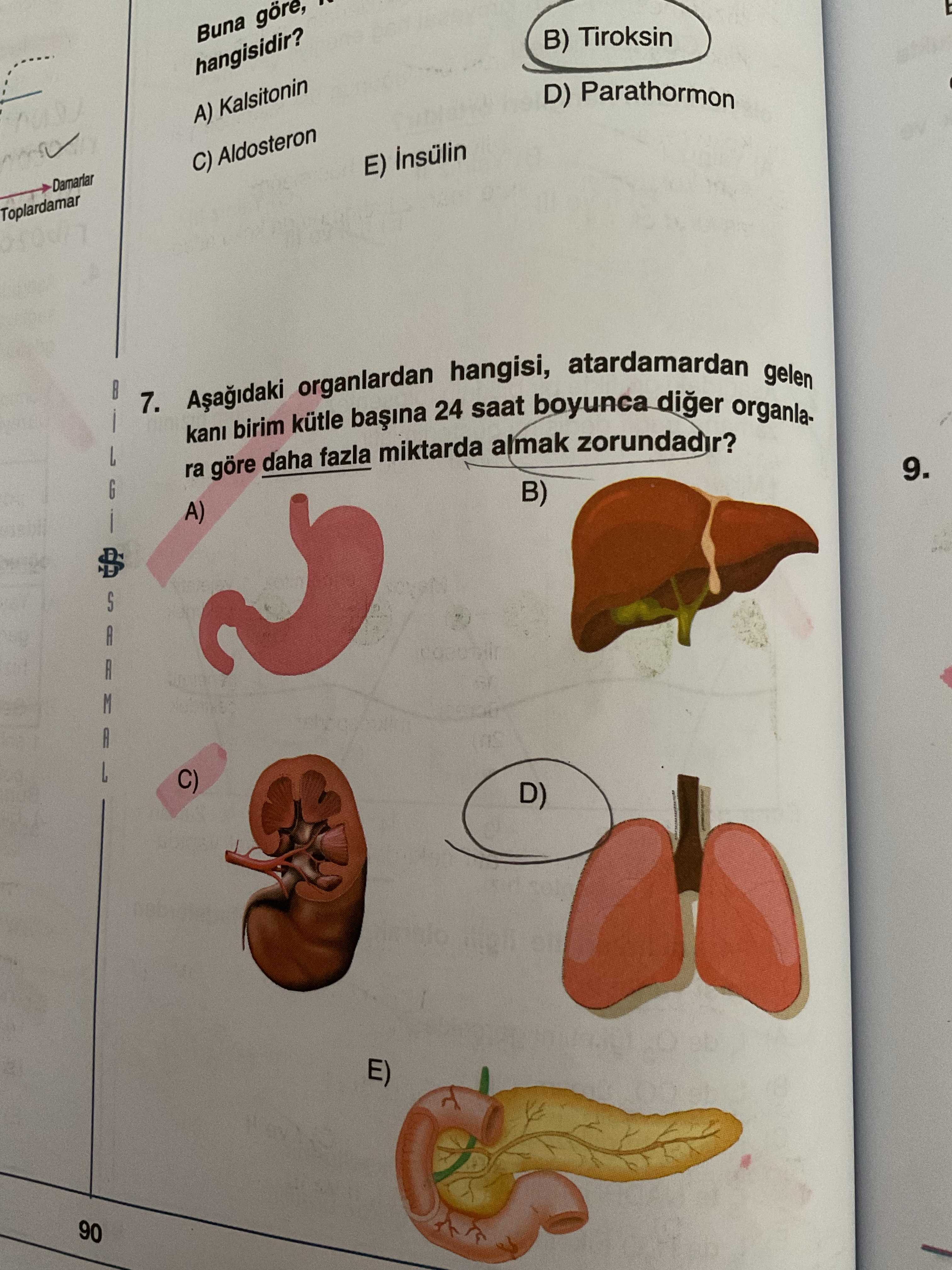 Aşağıdaki organlardan hangisi, atardamardan gelen kanı birim kütle başına 24 saat boyunca diğer organlara göre daha fazla