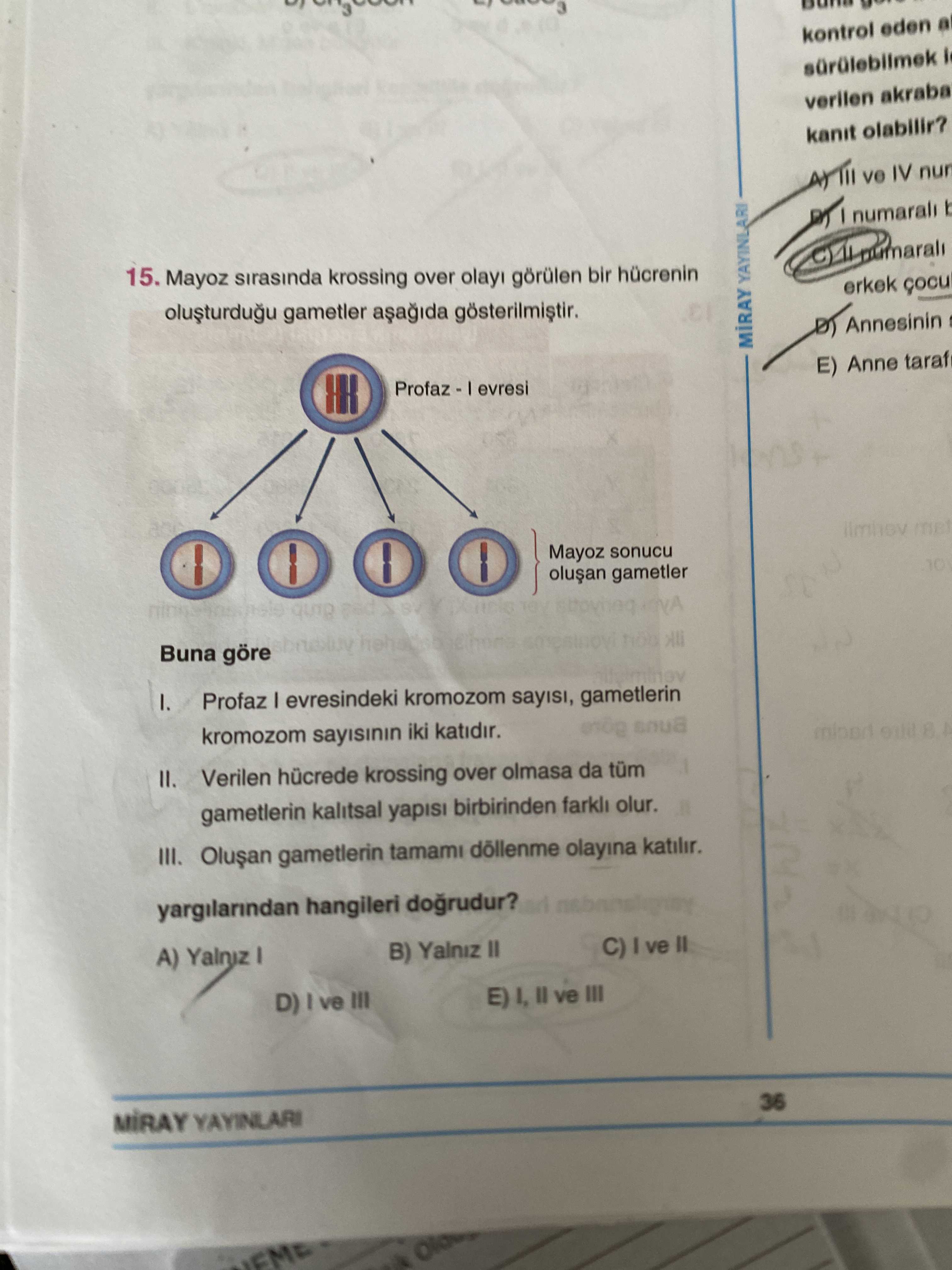 Mayoz sırasında krossing over olayı görülen bir hücrenin oluşturduğu gametler aşağıda