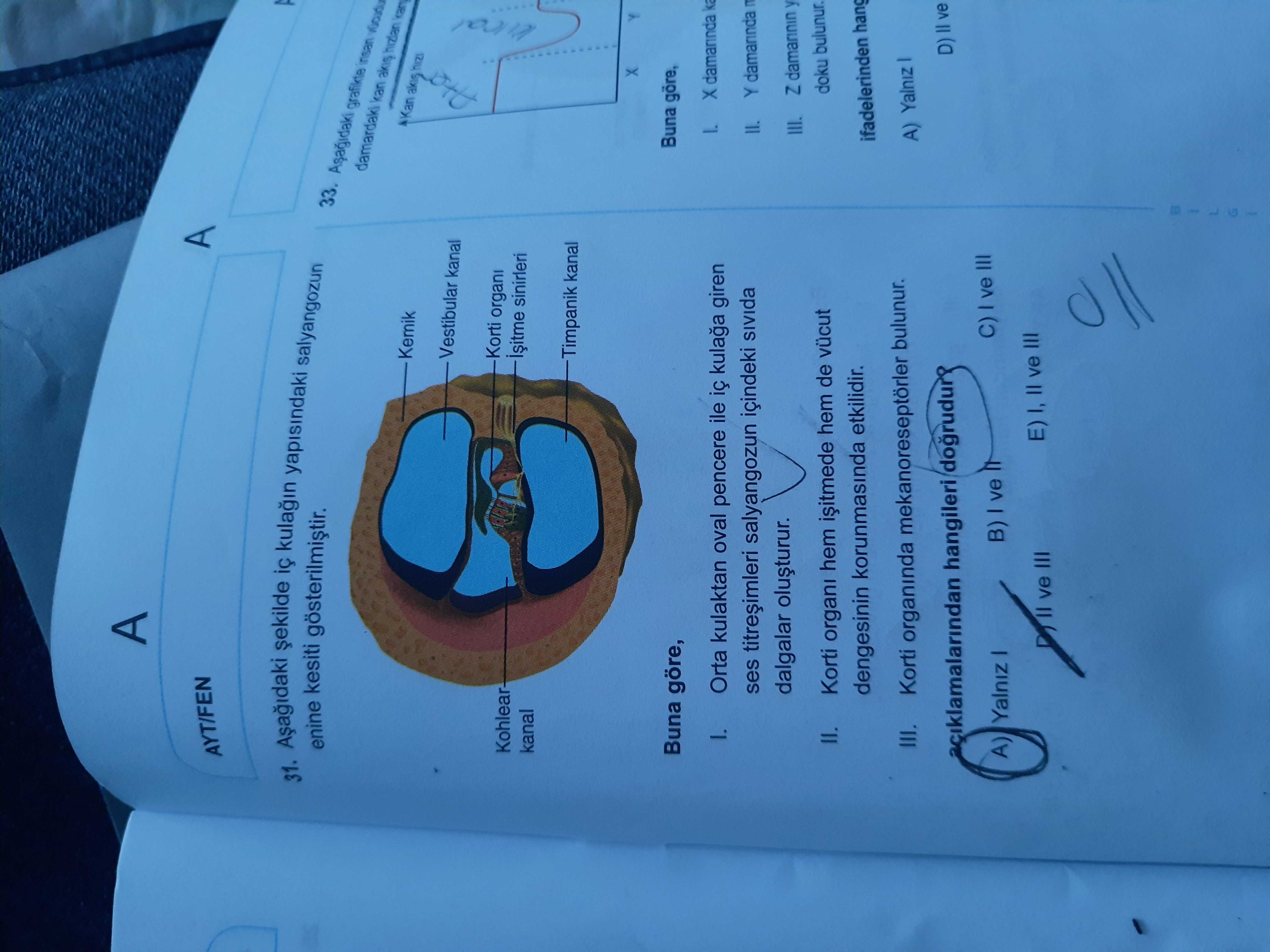 Aşağıdaki şekilde iç kulağın yapısındaki salyangozun enine kesiti gösterilmiştir. Buna göre, I. Orta