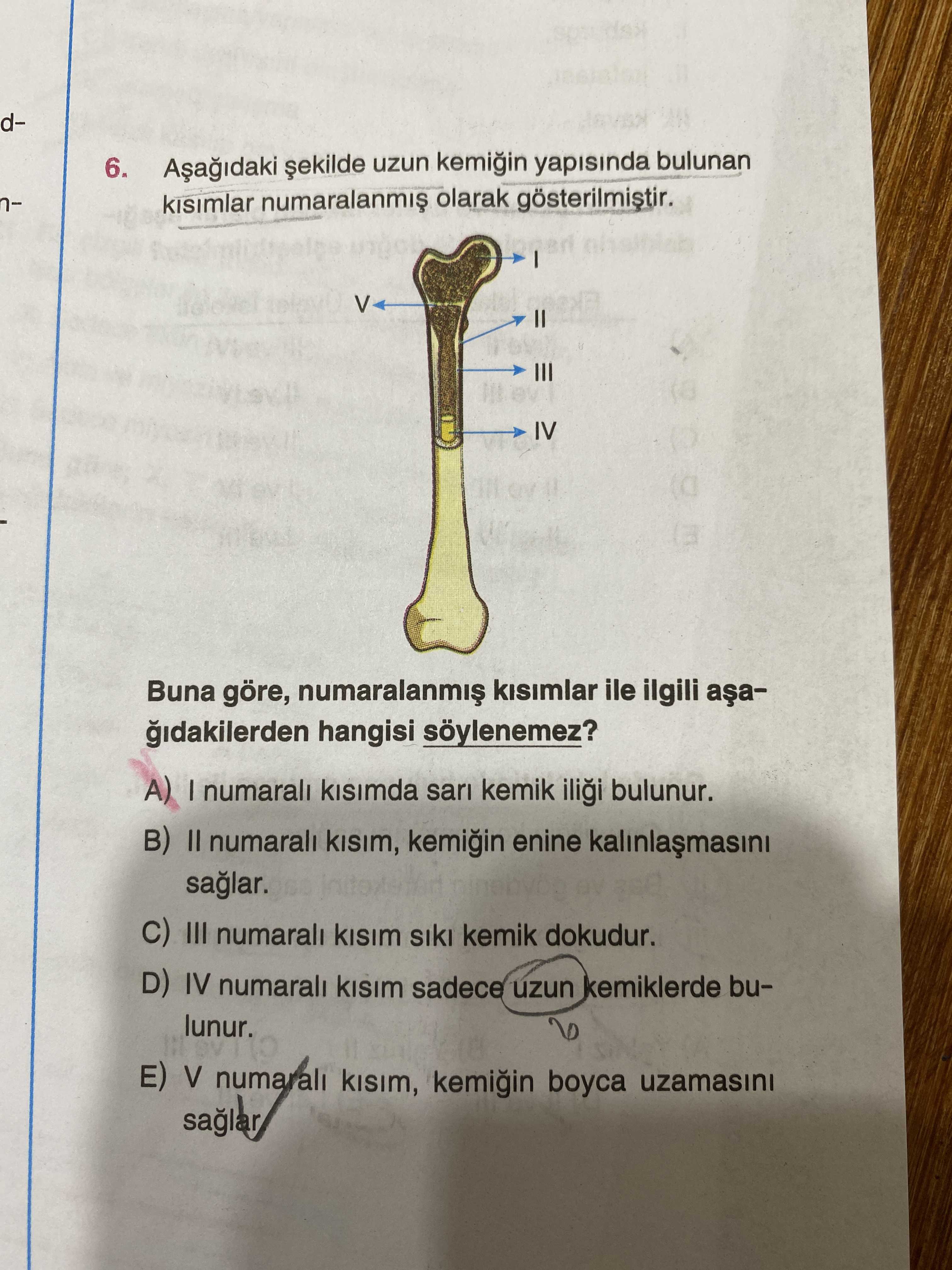 Aşağıdaki şekilde uzun kemiğin yapısında bulunan kısımlar numaralanmış olarak gösterilmiştir. Buna