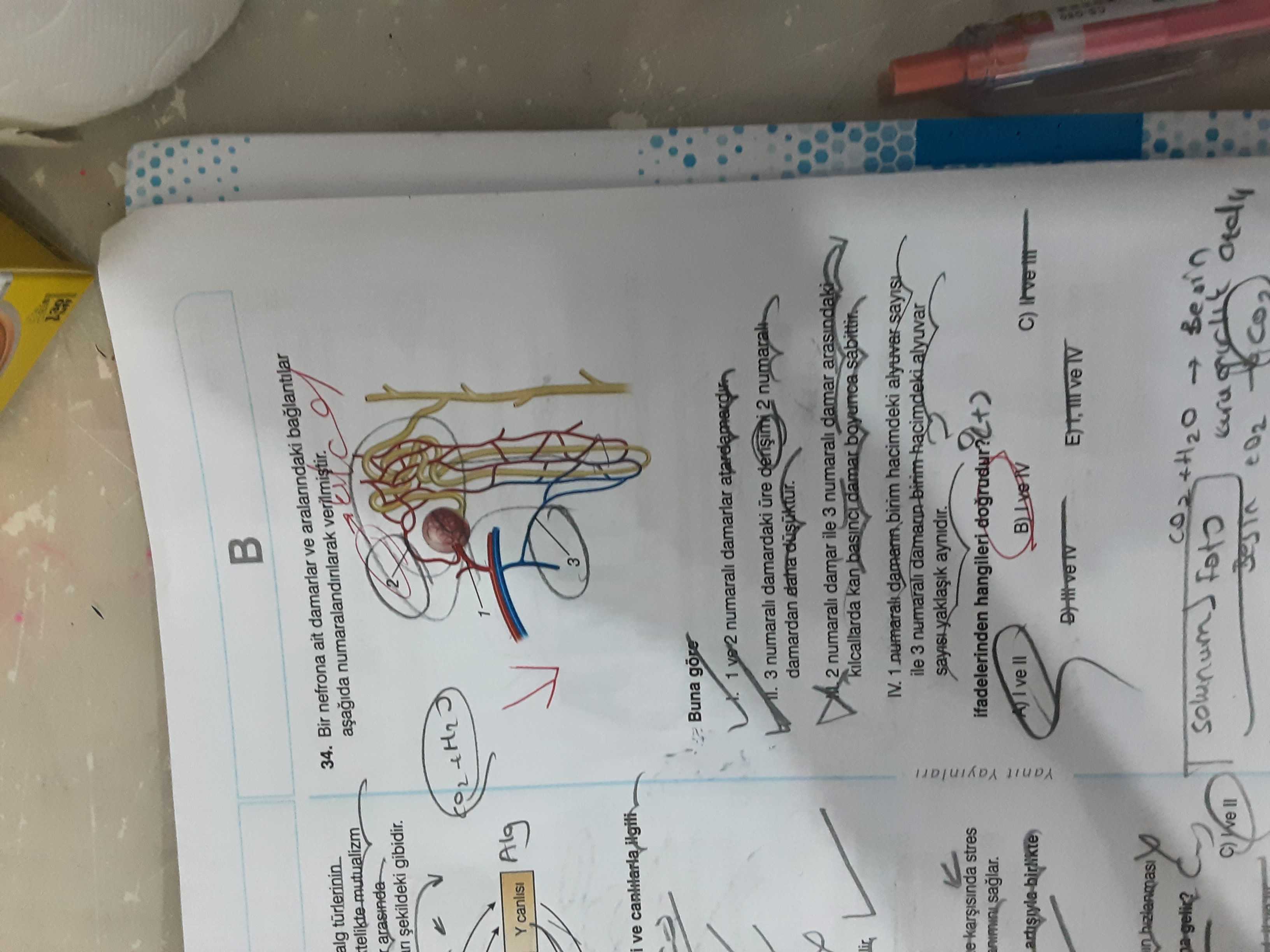 Bir nefrona ait damarlar ve aralarındaki bağlantılar aşağıda numaralandırılarak verilmiştir. Buna