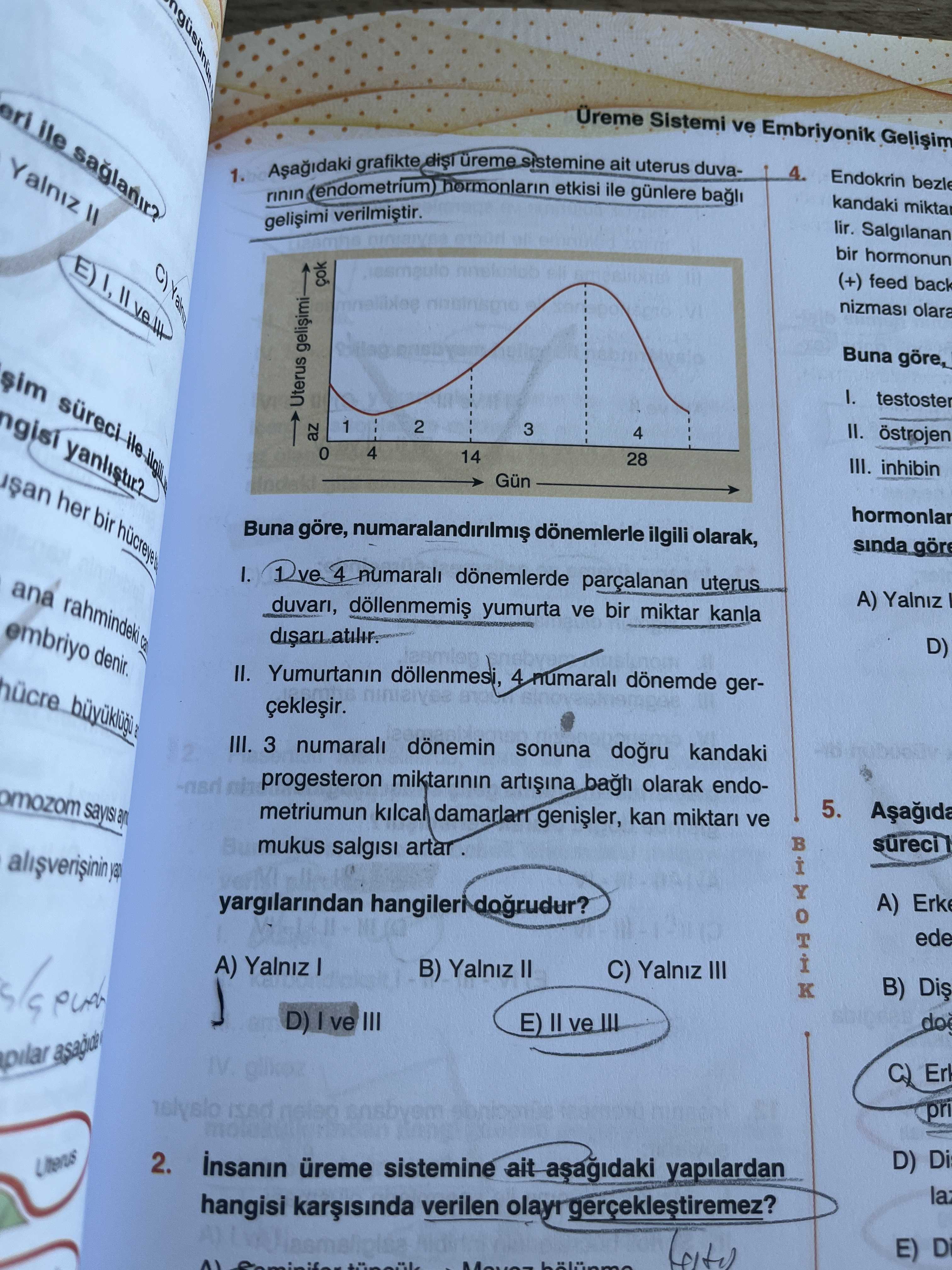 Aşağıdaki grafikte dişi üreme sistemine ait uterus duvarının (endometrium) hormonların etkisi ile