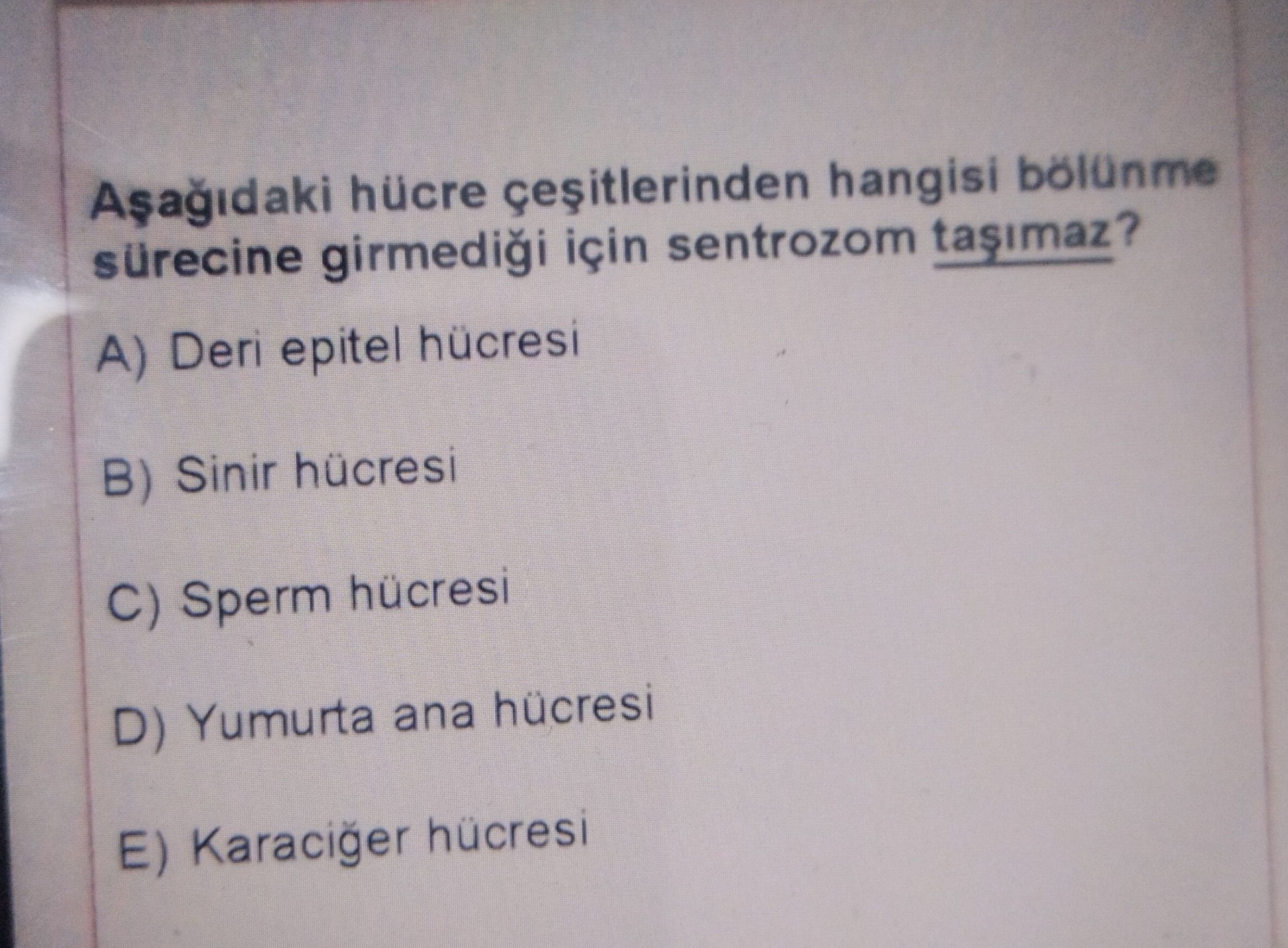 Aşağıdaki hücre çeşitlerinden hangisi bölünme sürecine girmediği için sentrozom taşımaz?